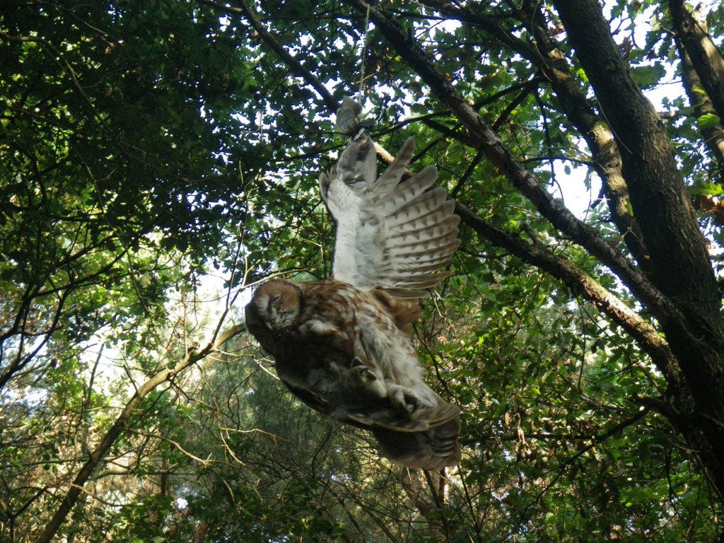 The owl was tied to the branch by a piece of yellow string