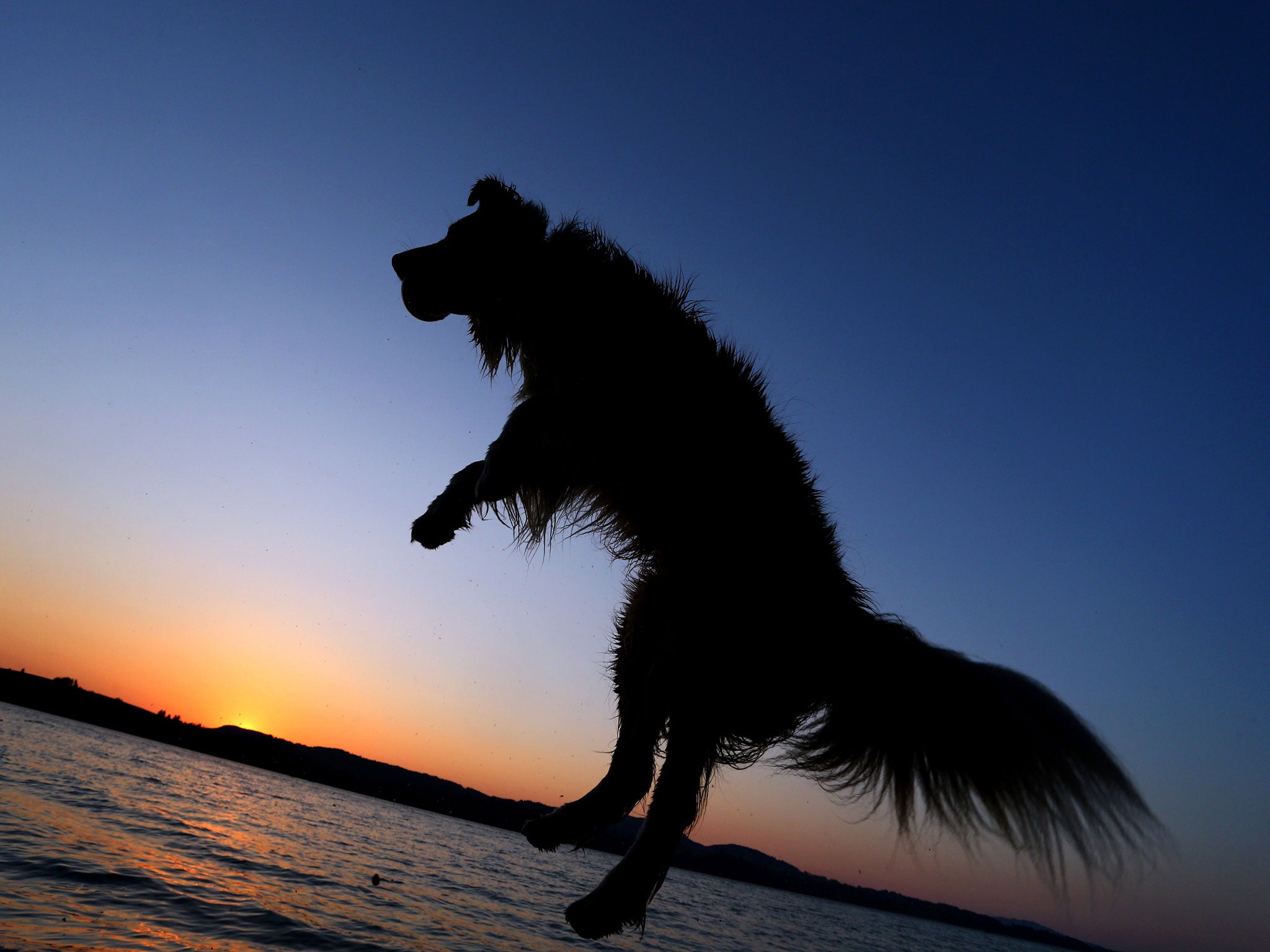 A dog jumps after a swim in Lake Forggensee near Schwangau, southern Germany