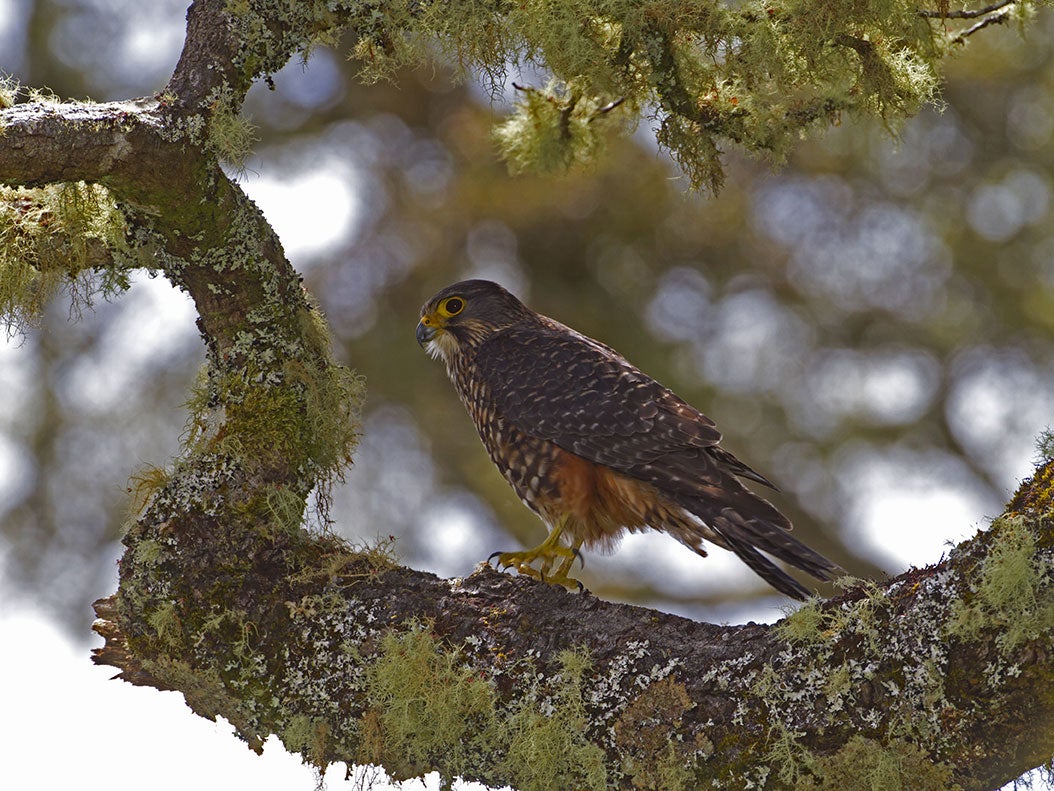 Falcons in New Zealand are listed as threatened species