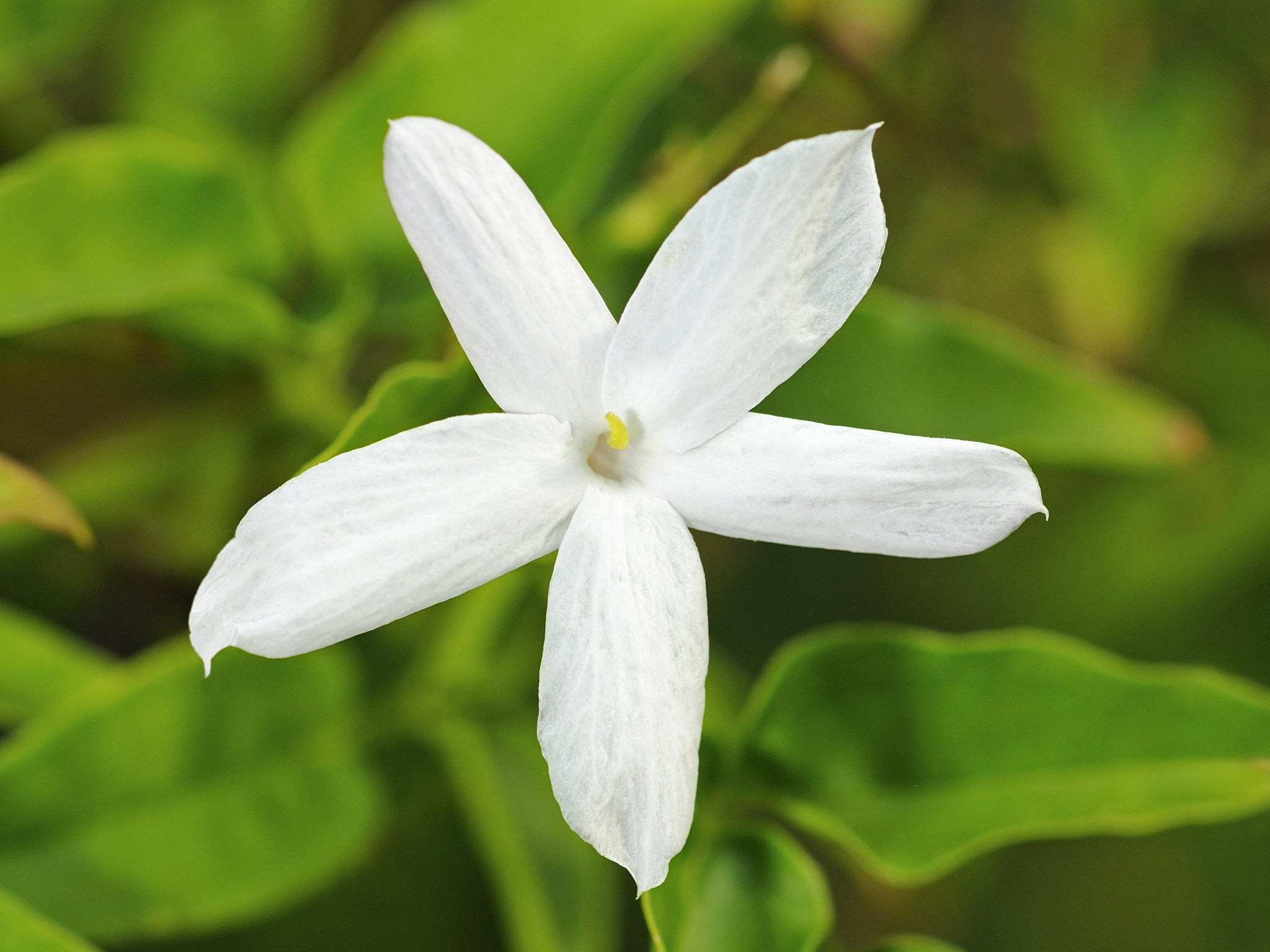 When to prune your Jasmine really depends on when it flowers