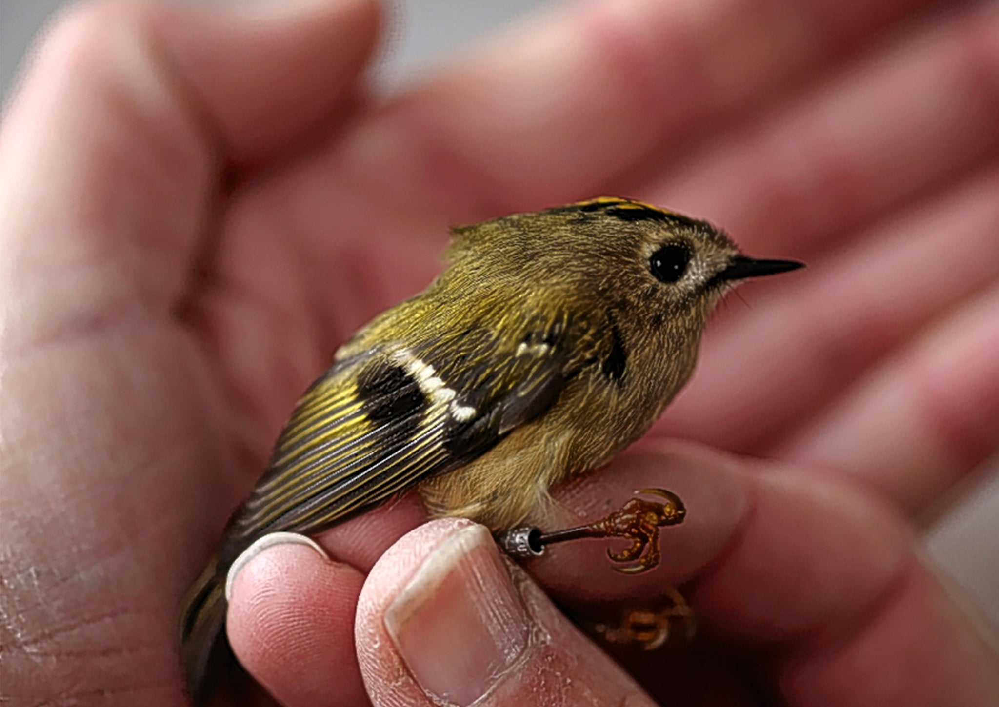 The tiny goldcrest was once thought to piggyback on woodcock to cross the North Sea getty