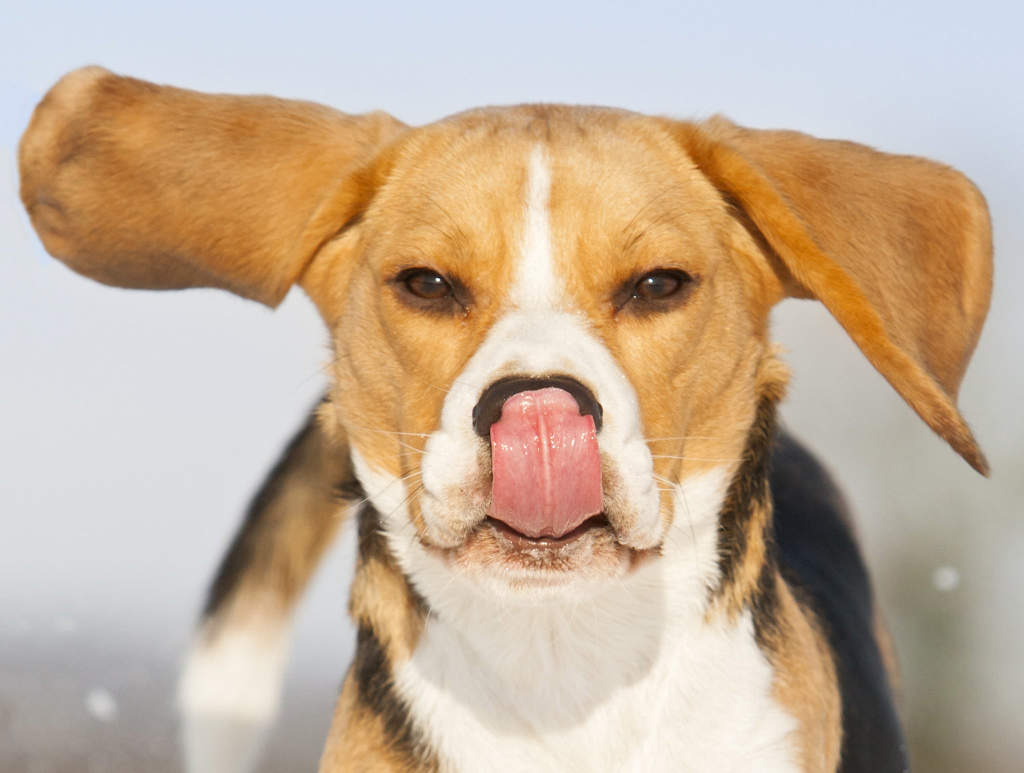 Beagles have been used in the research (file pic)