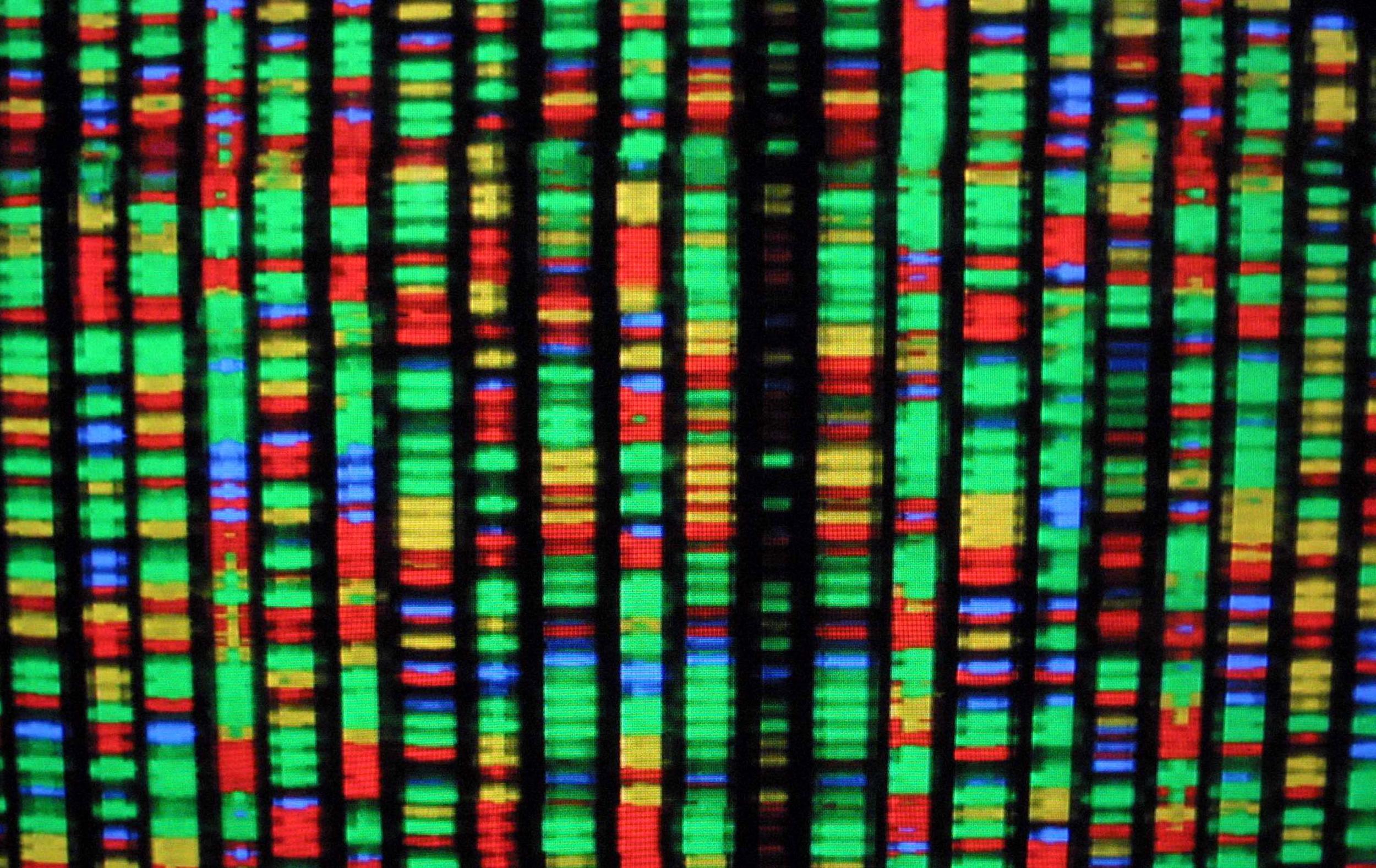 A digital representation of the human genome.. Each color represents one the four chemical components of DNA.