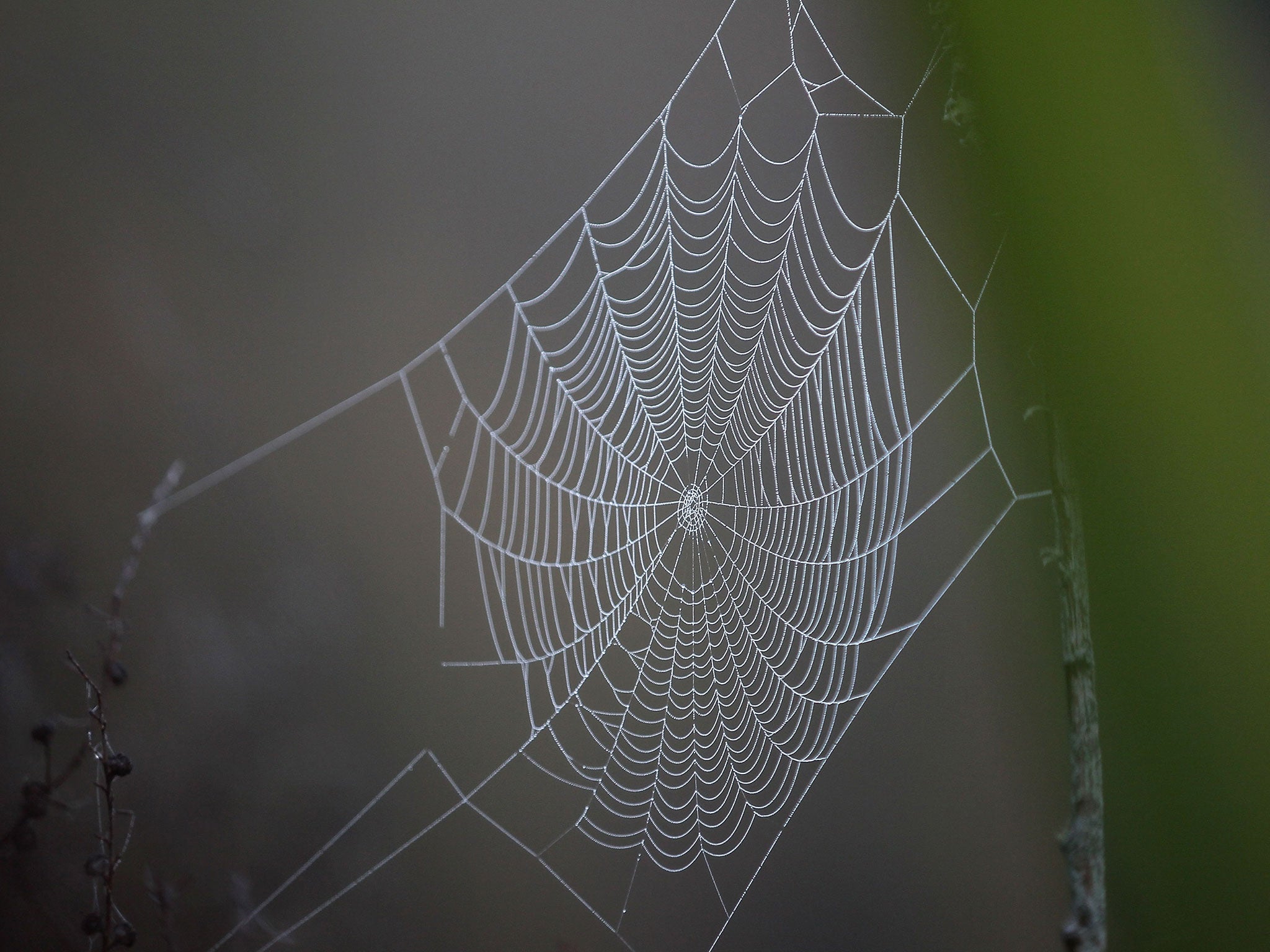 A cobweb glistens in the morning sun