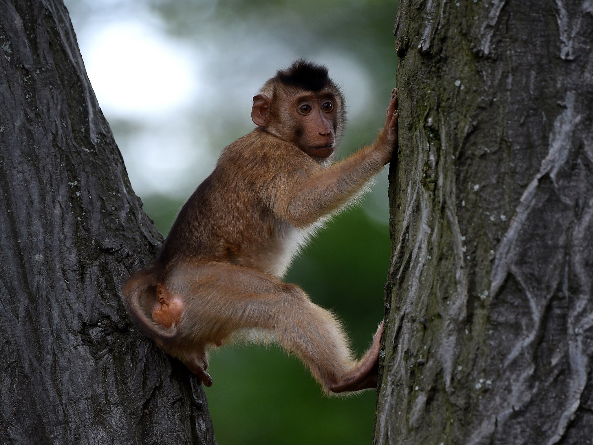 Scientists have found that white blood cells of lonely people share similarities with macaque monkeys who are isolated from their social group