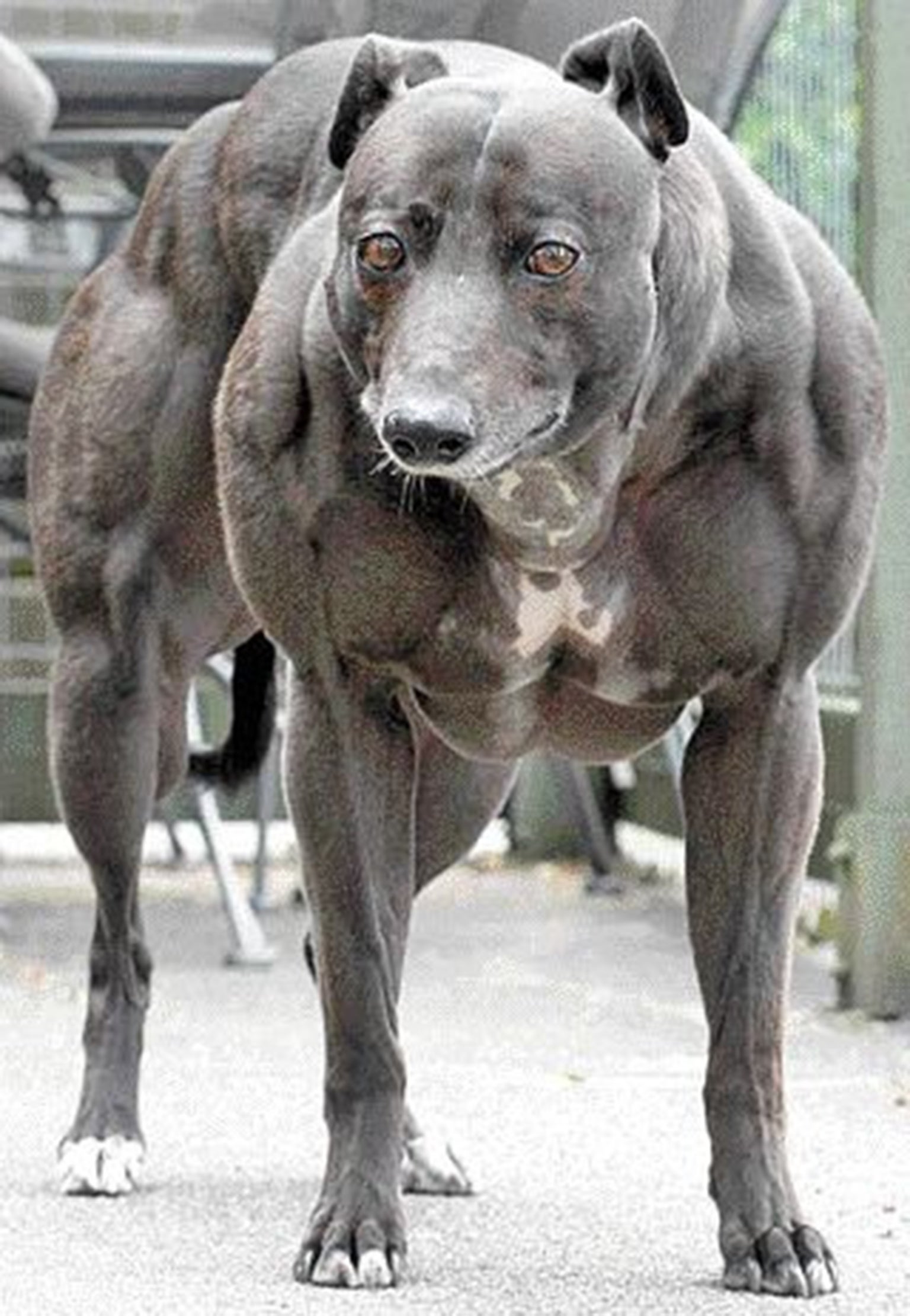 Wendy the Whippet: The same genetic quirk can occur naturally in whippets, seen here in Wendy, known as the 'strongest dog in the world'