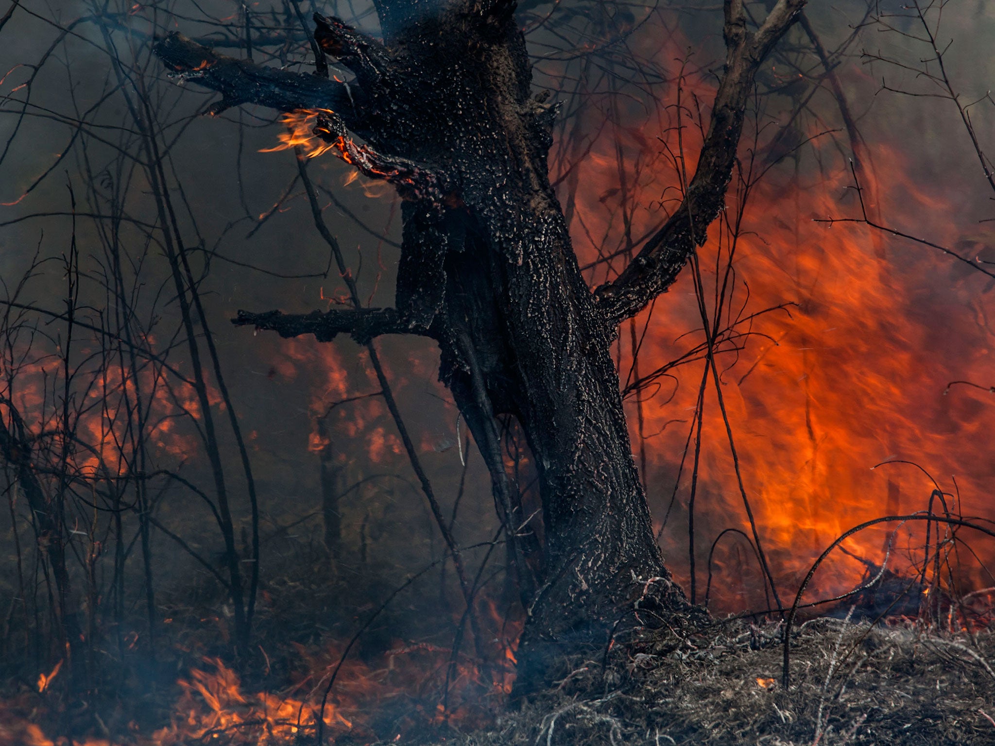 Fire burns peatland and fields in Palembang, South Sumatra, Indonesia.