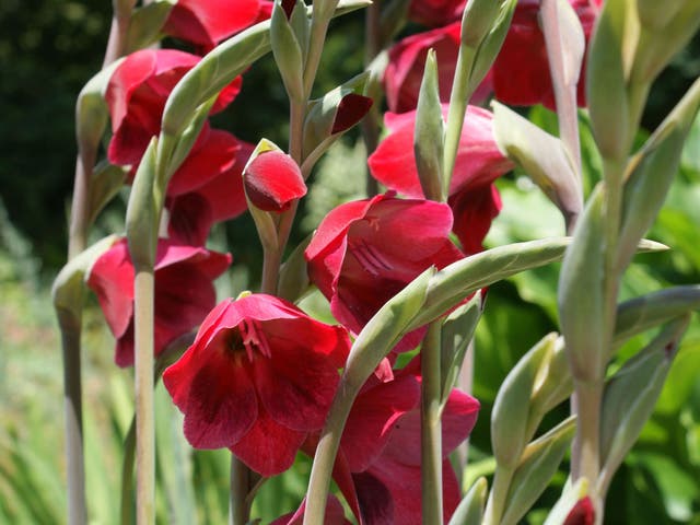 Gladiolus “Ruby” is just one of hundreds of varieties of what is sometimes known as sword lily