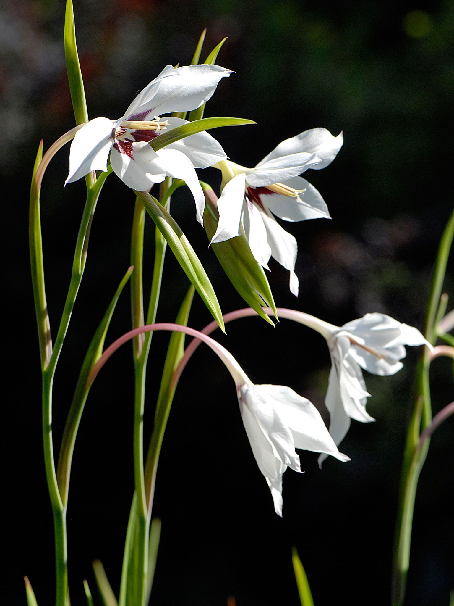 Gladiolus murielae is another variety of sword lily