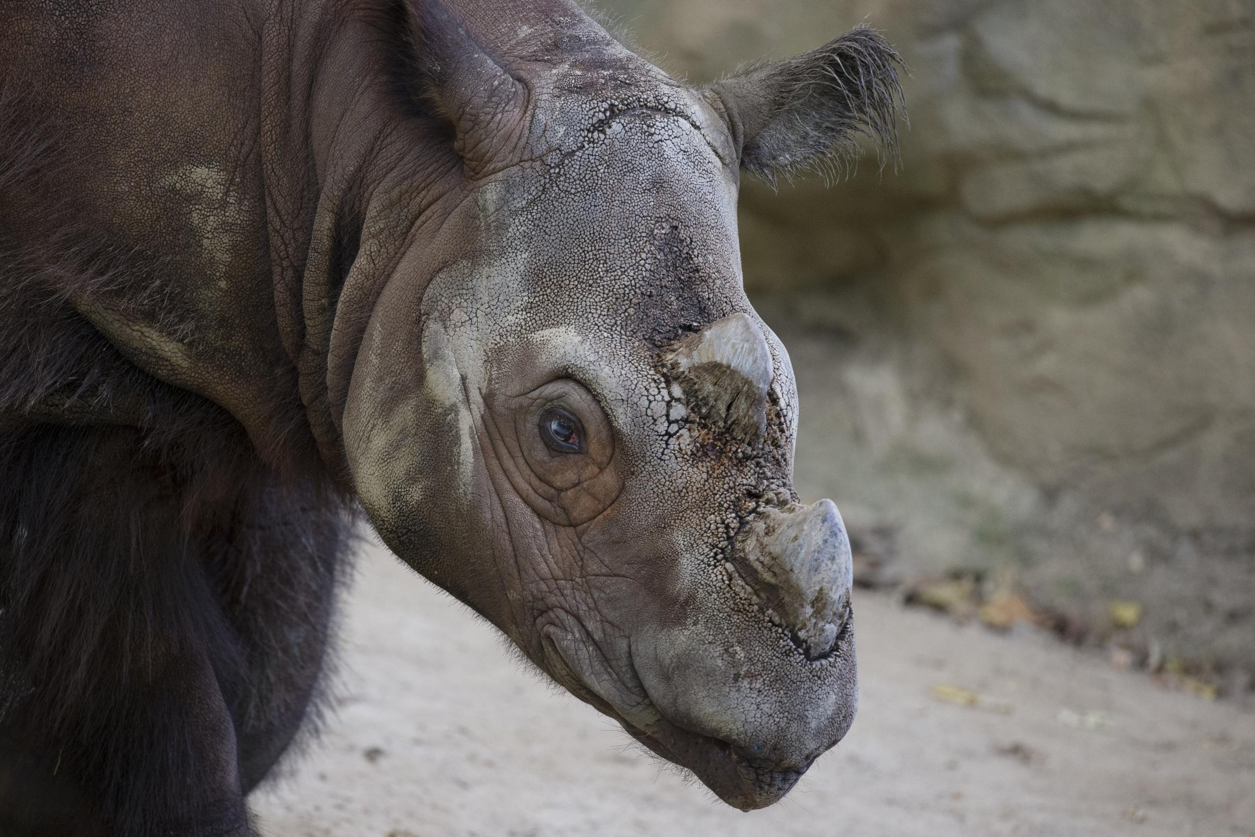 Harapan is one of just 100 Sumatran rhinos