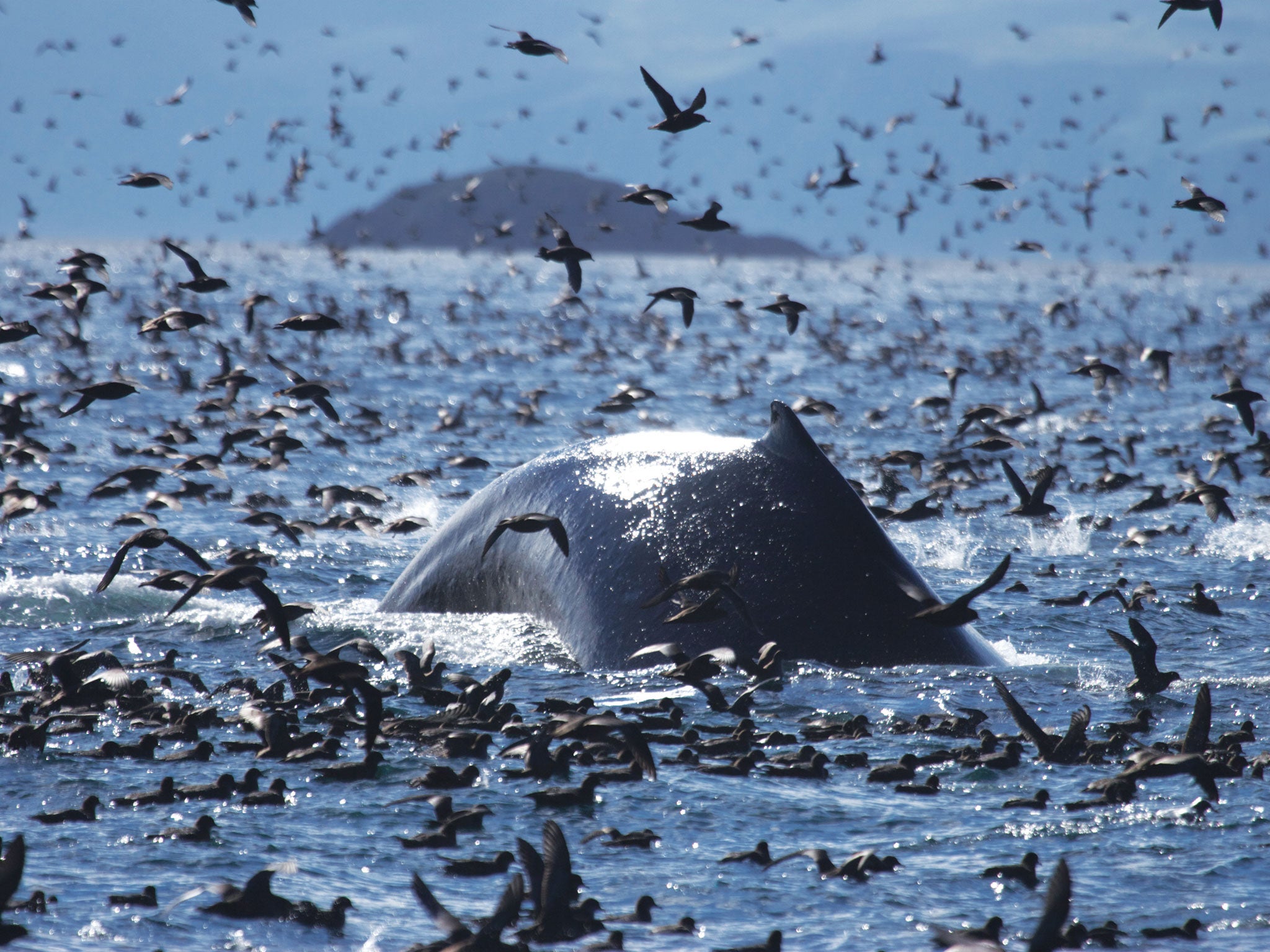 Papped at sea: Aitchison highlights the irony of how wild beasts - here a whale and shearwater birds – are hounded like celebrities