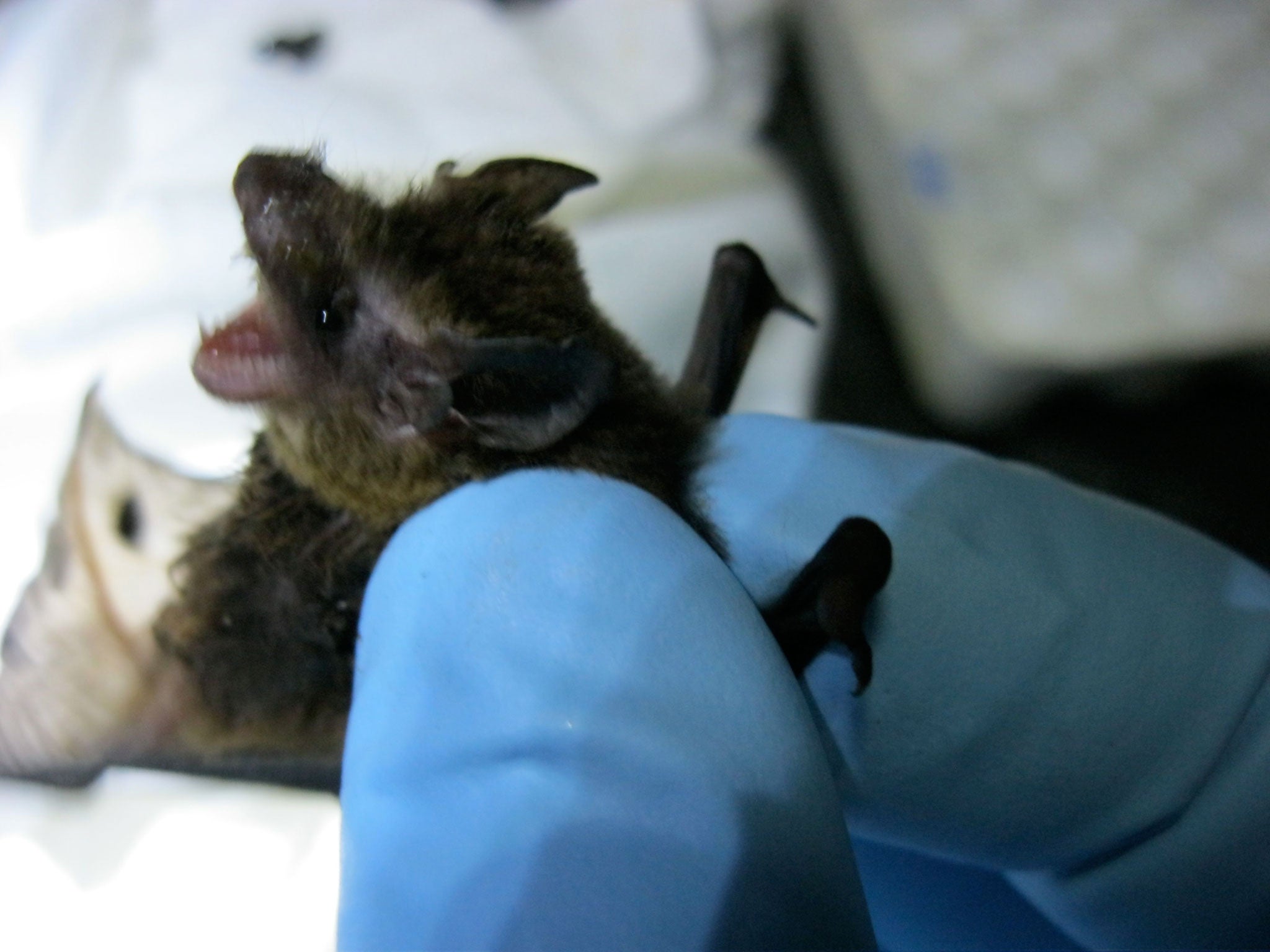 Teams from EHA are trapping and taking samples from a huge range of rainforest mammals, including bats