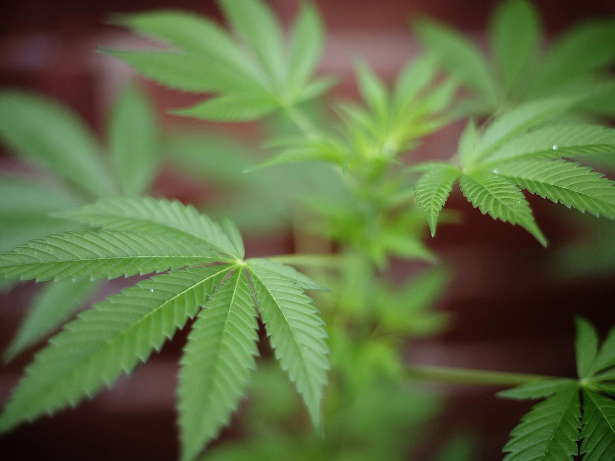 Police advised the owner of the haul to come to the police station