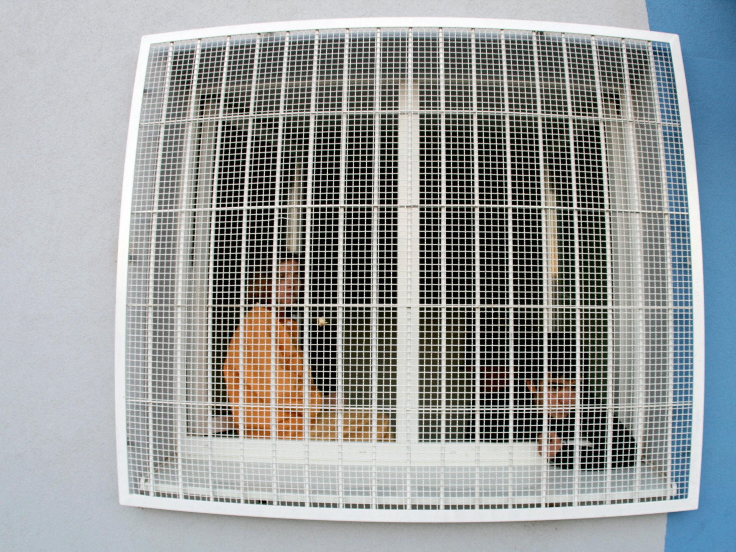 Refugees look through a window at refugee's detention camp in eastern Slovakia