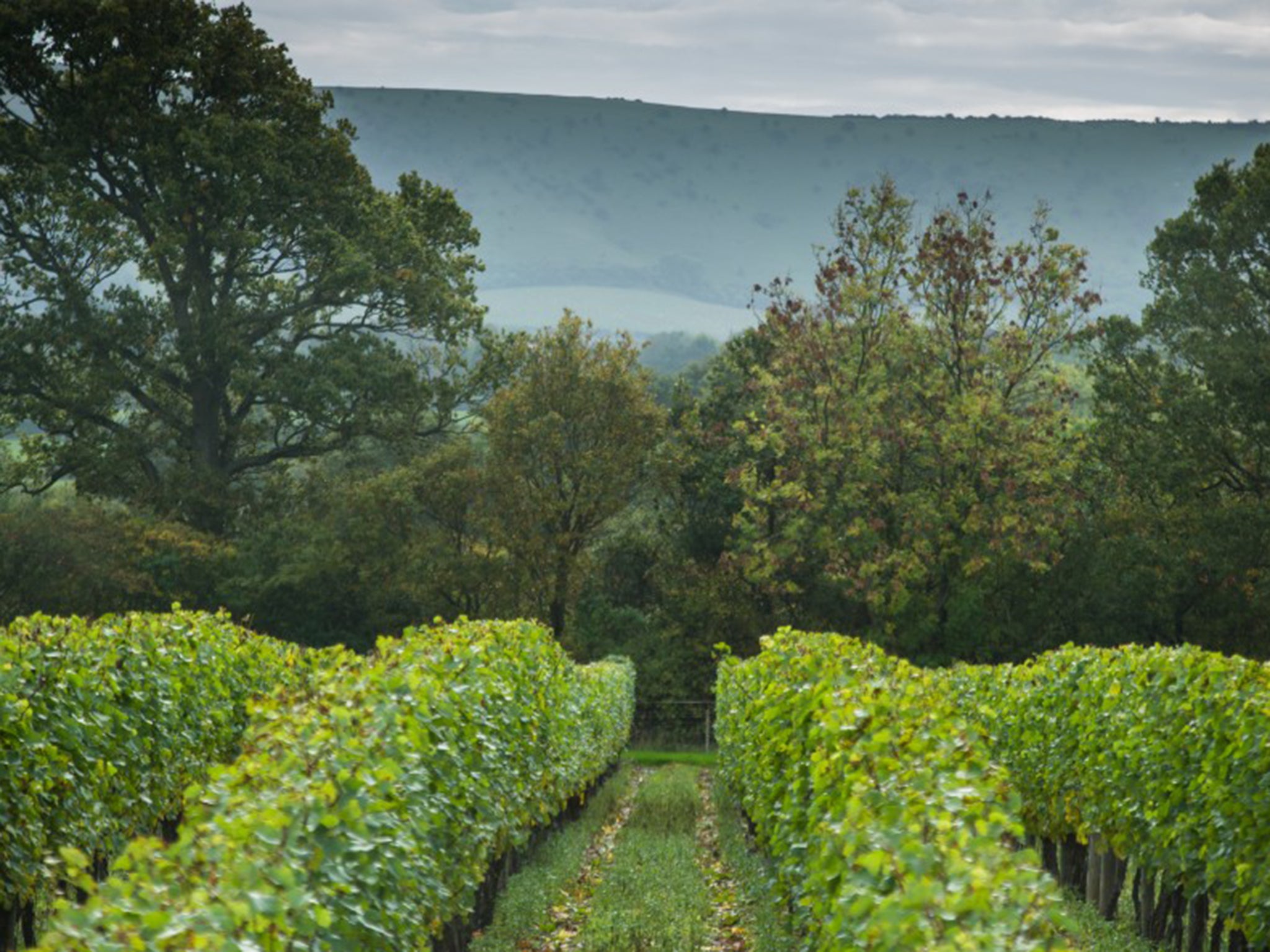 The Ridgeview vineyard