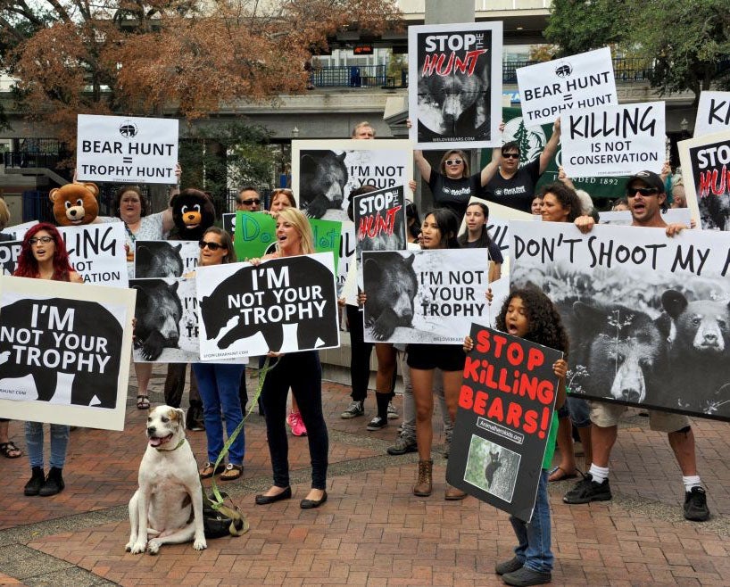 Protesters have said there were better ways to protect people from the bears