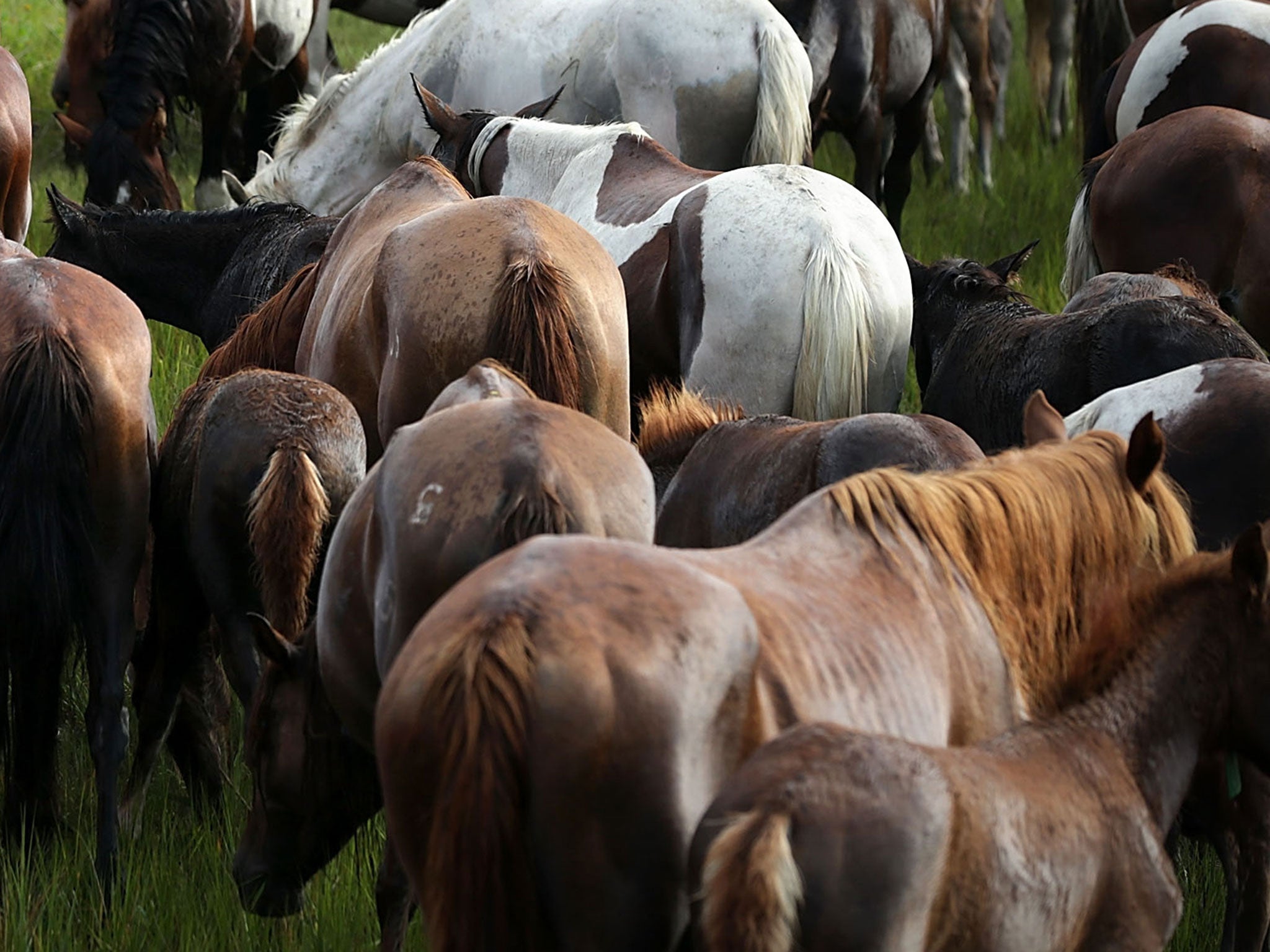 Wild ponies