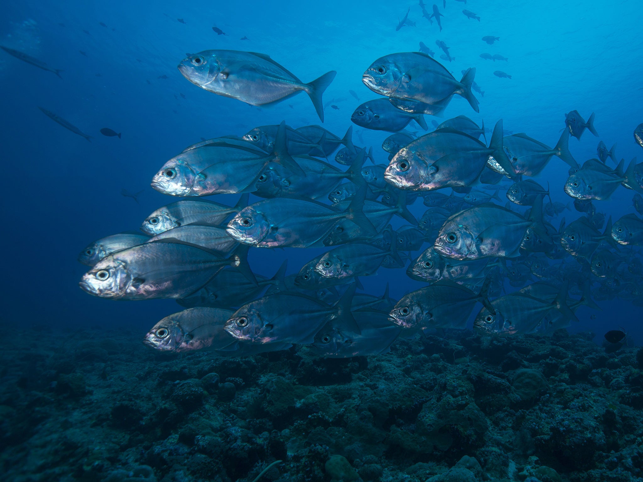 A school of bigeye trevallies swimming off the coast of Palau