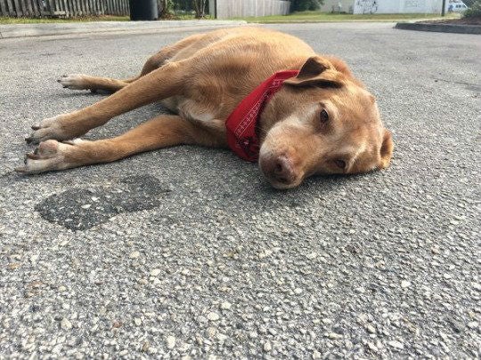 Paco lay for hours at the site of the accident