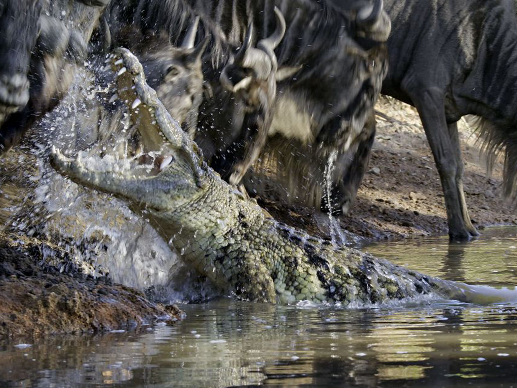 A Nile crocodile launches itself at a thirsty wildebeest on the banks of the Grumeti river in Tanzania