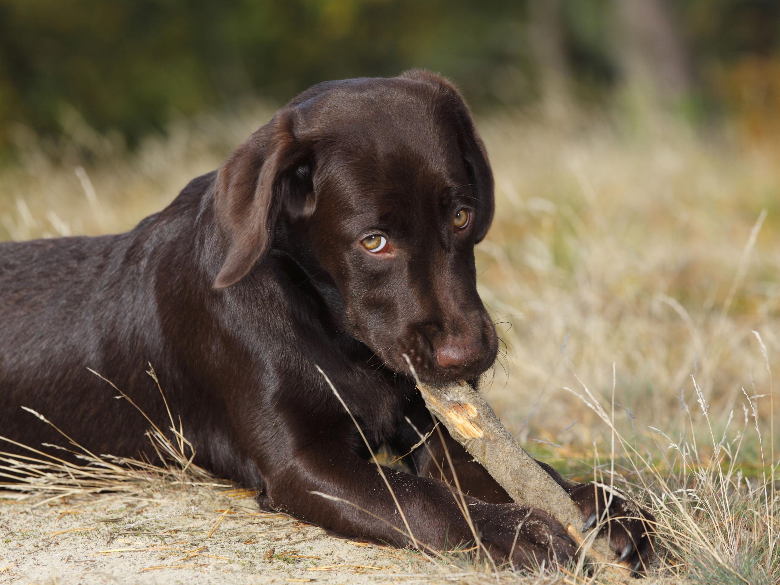 The labrador called trigger (not pictured) accidentally stepped on the trigger