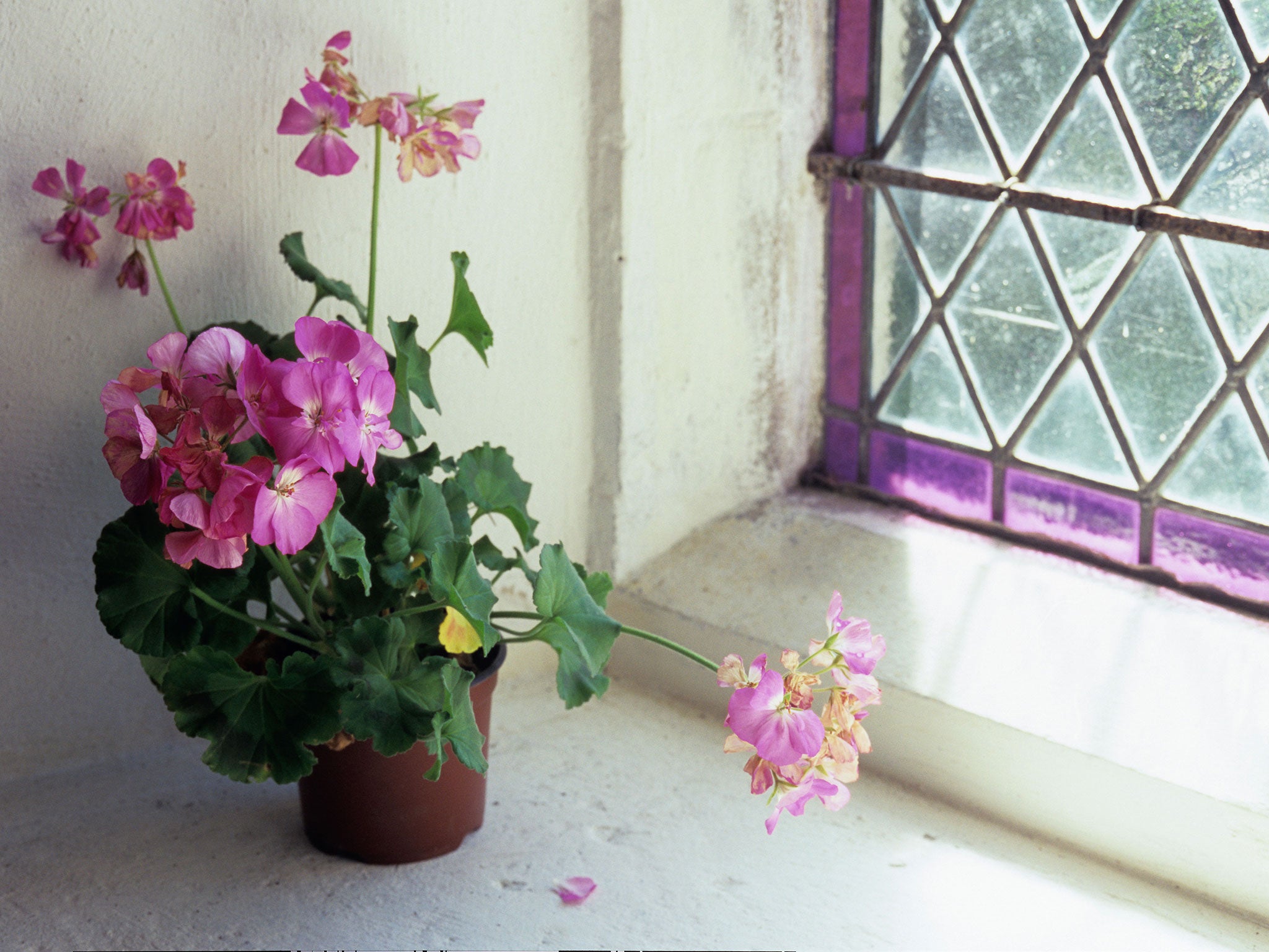 It is easy to take cuttings from pelargoniums. Just snap off a shoot and plant in a pot to winter indoors or in a greenhouse