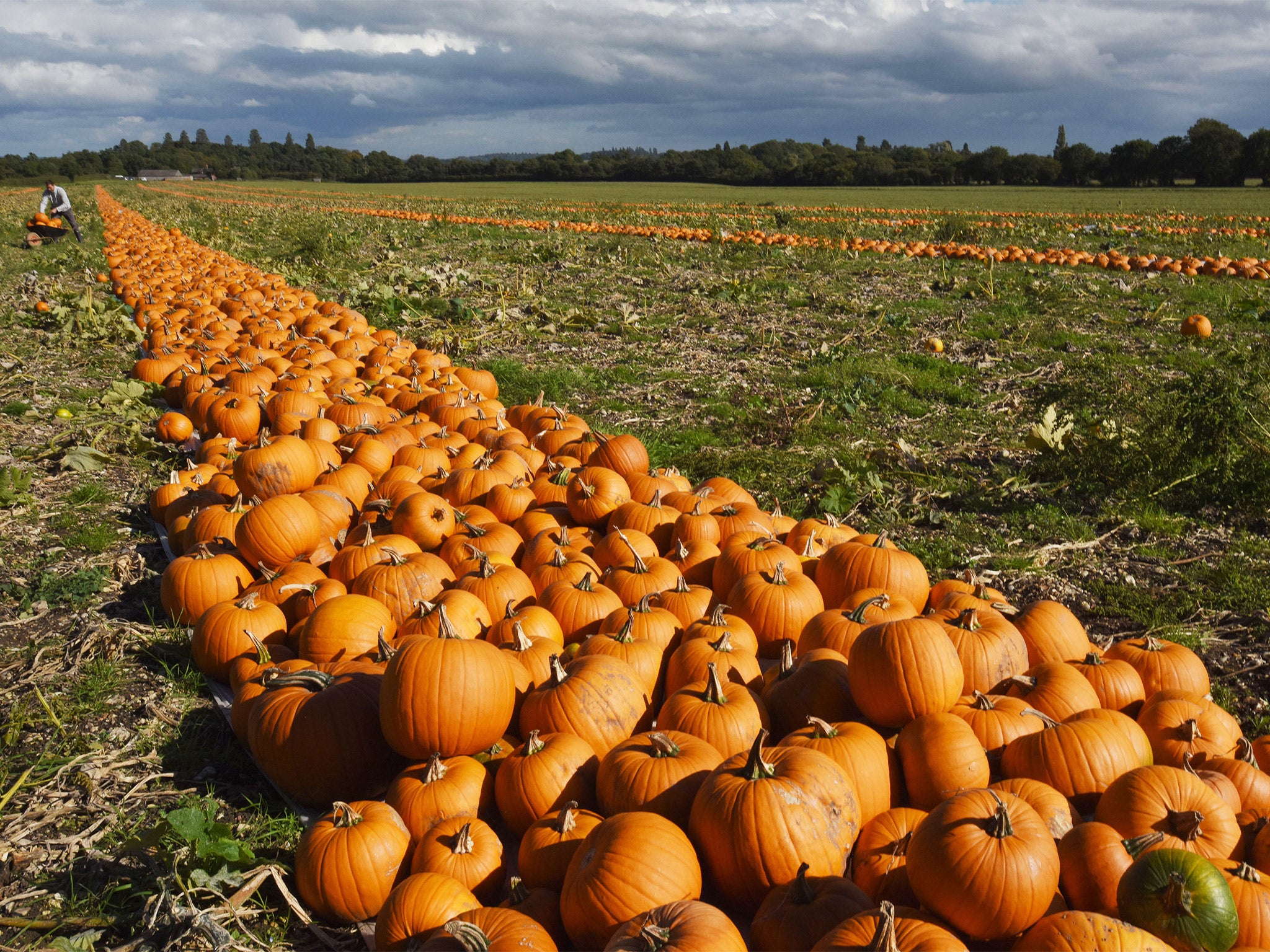 Gourd almighty: some of the million pumpkins that will be carved in Britain this weekend