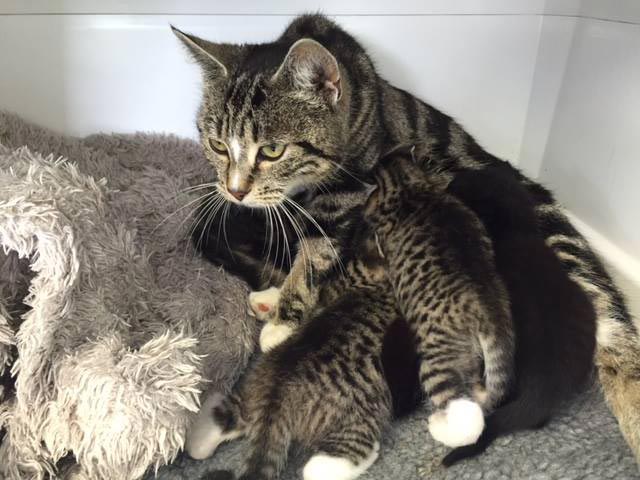 The mother cat and her kittens have now been fostered