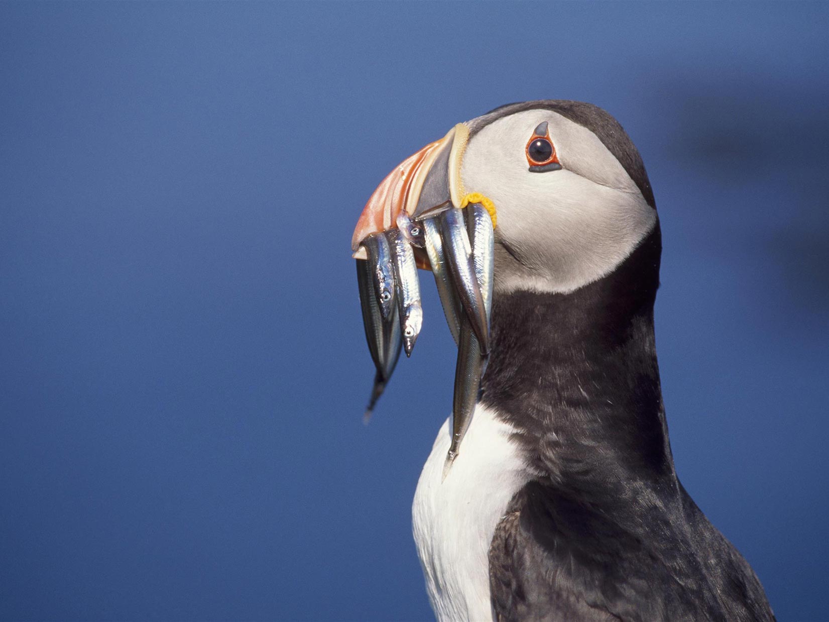 The Atlantic puffin is vulnerable to extinction