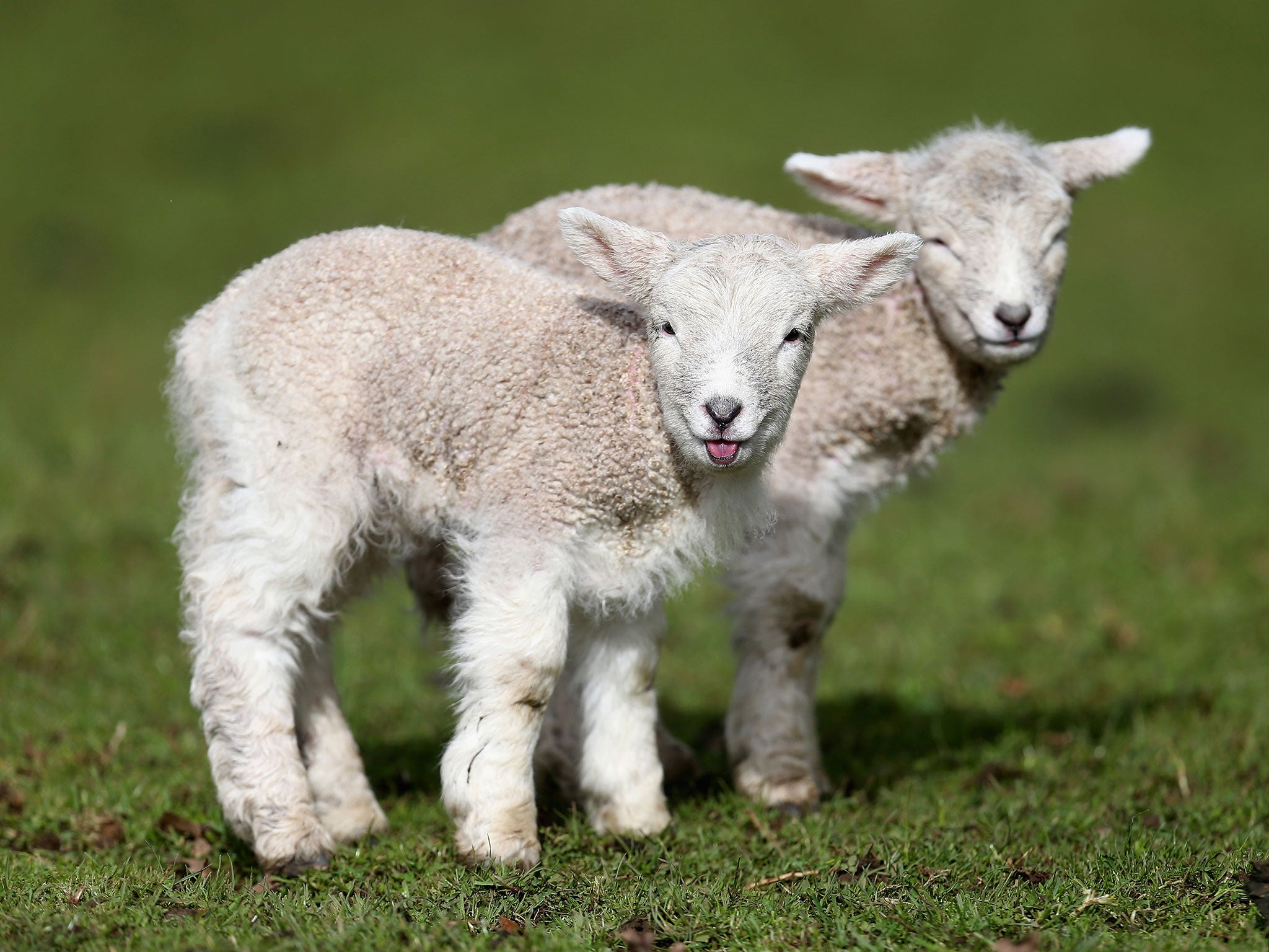 Auckland welcomes new born lambs