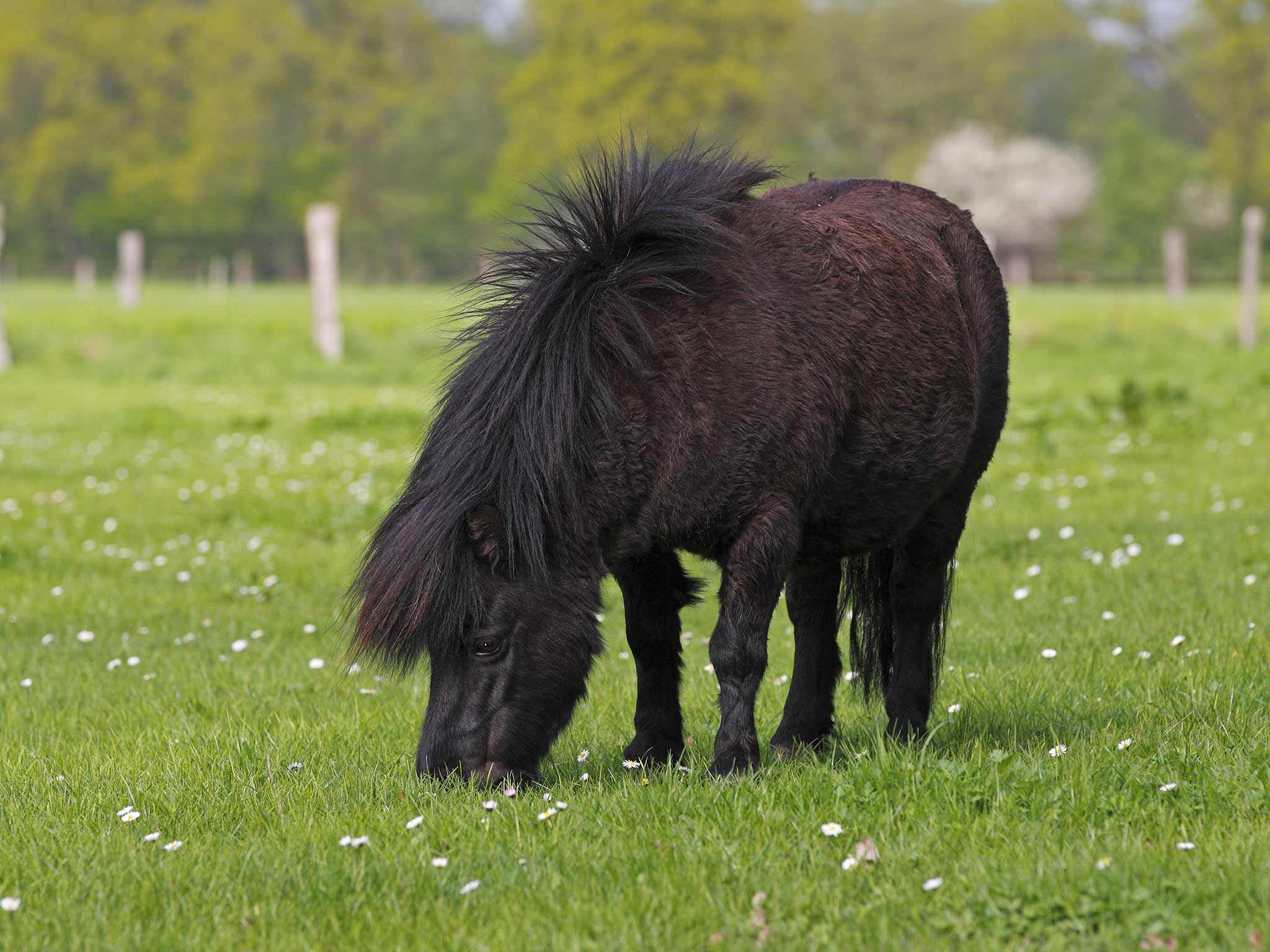 The Shetland only stood 29inches tall