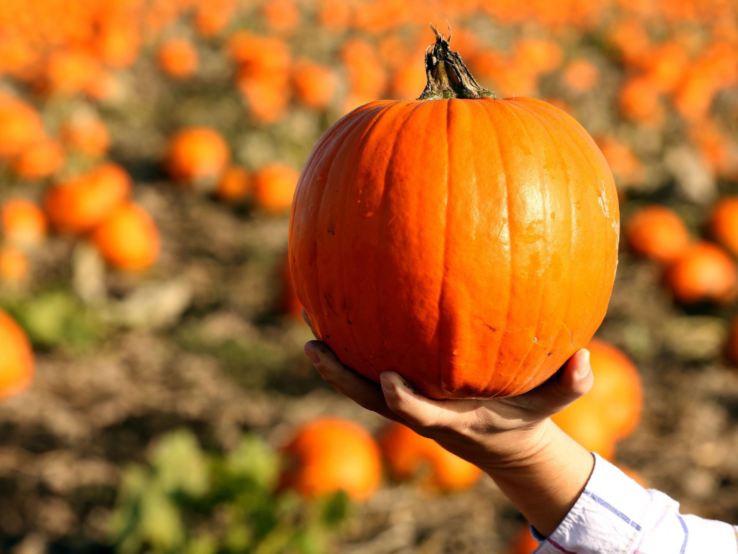 Revellers have been urged to consider using turnips instead of pumpkins amid fears of a pumpkin shortage