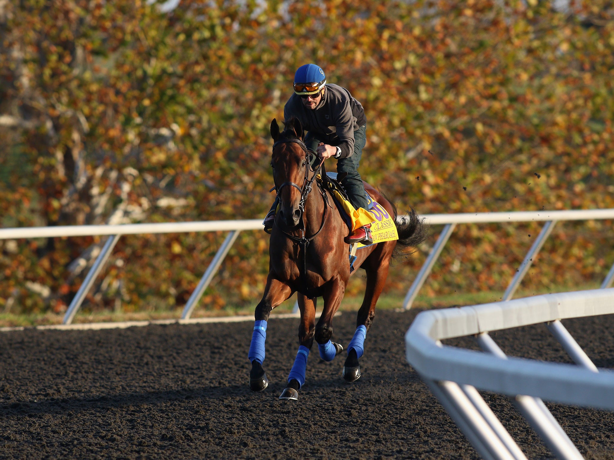 The Triple Crown winner American Pharoah works on the track at Keeneland this week