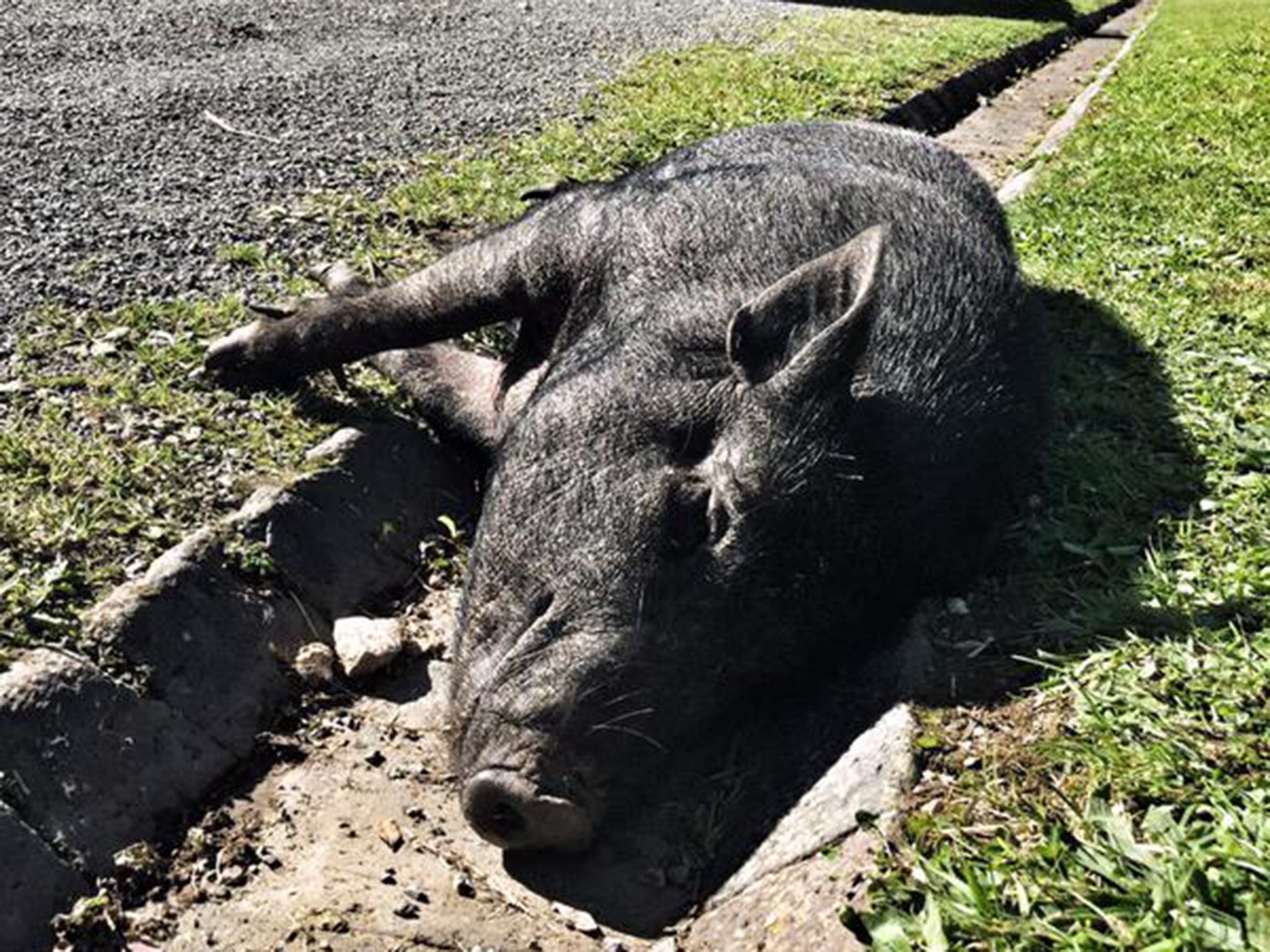 Wilbur the pig's local profile has soared