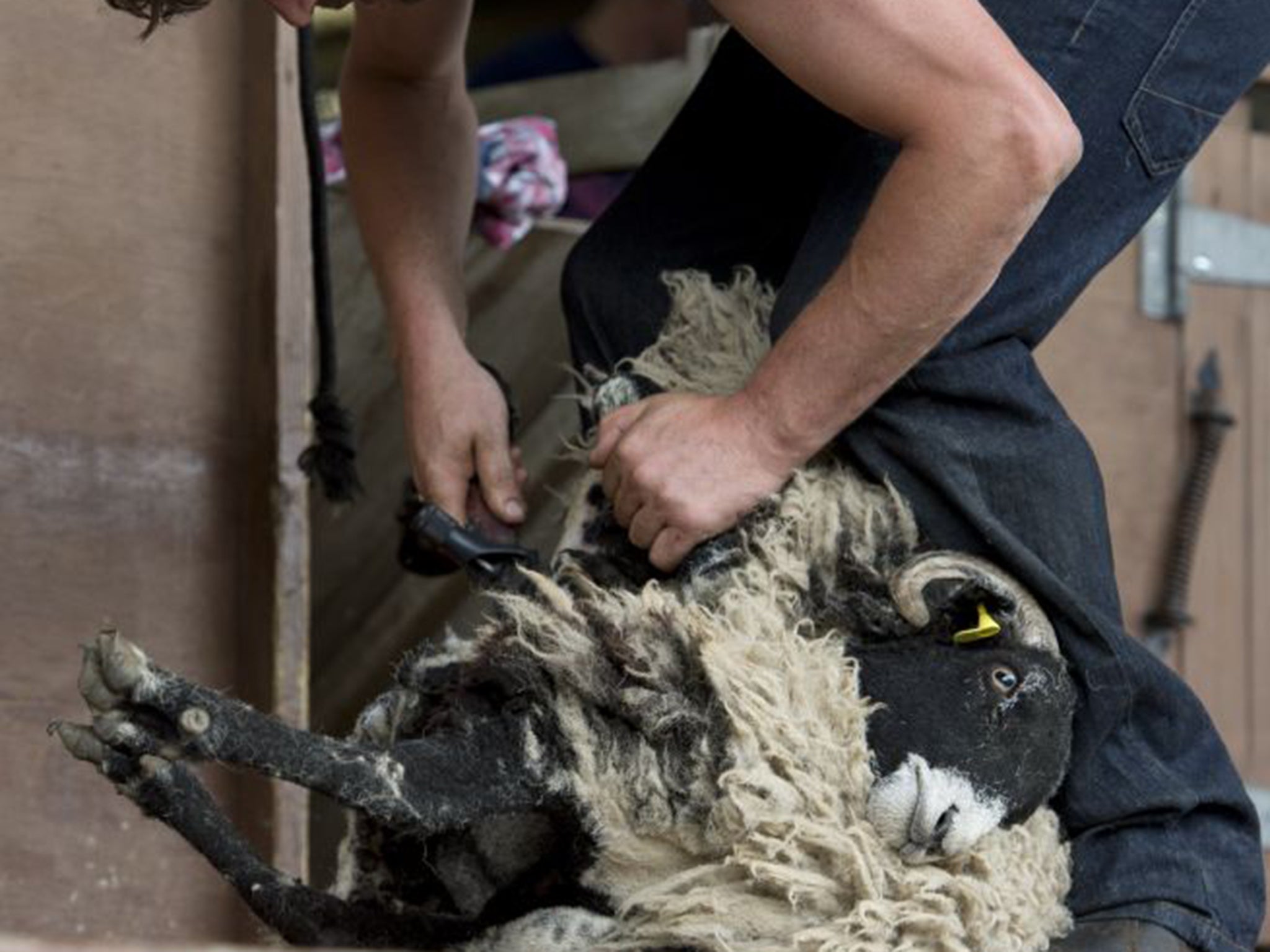 A sheep being sheared at the Great Yorkshire Show