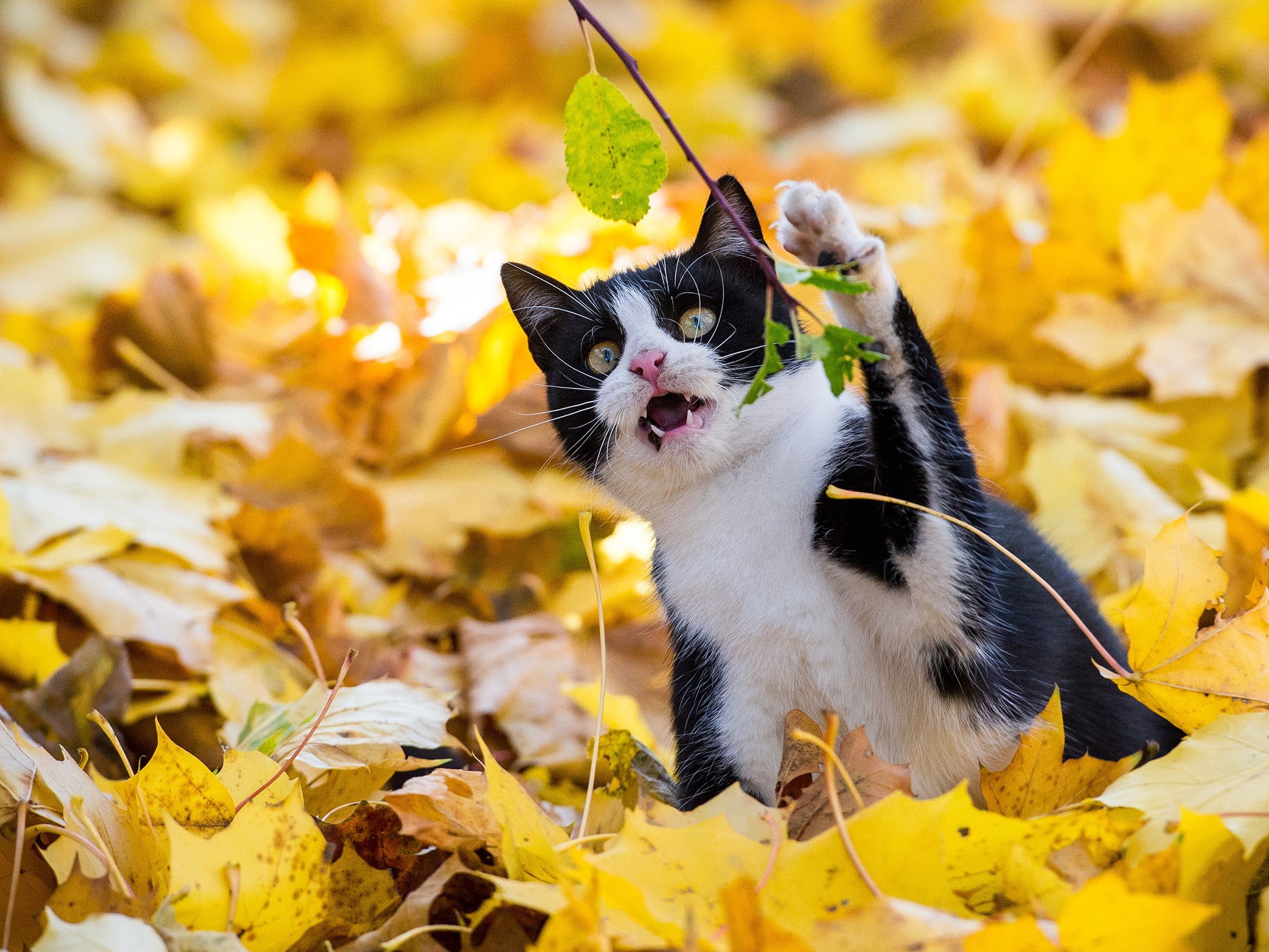 A cat plays with colorful leaves in a garden