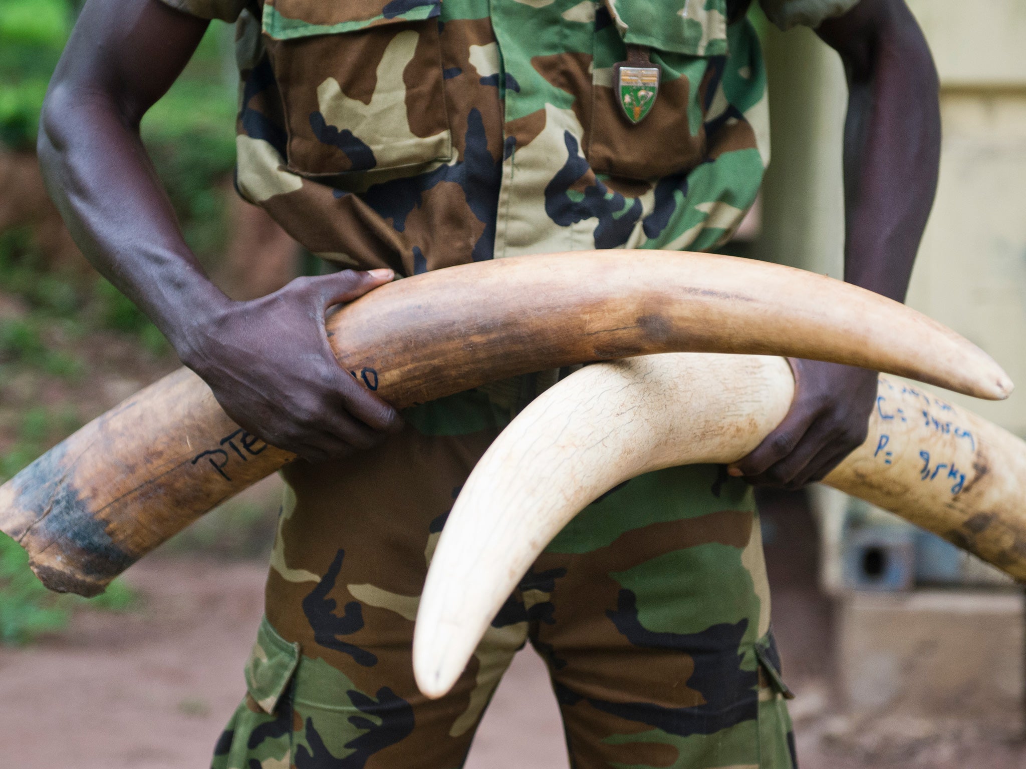 Ivory tusks of wild elephants seized from poachers in Bayanga, Central African Republic, in March 2015