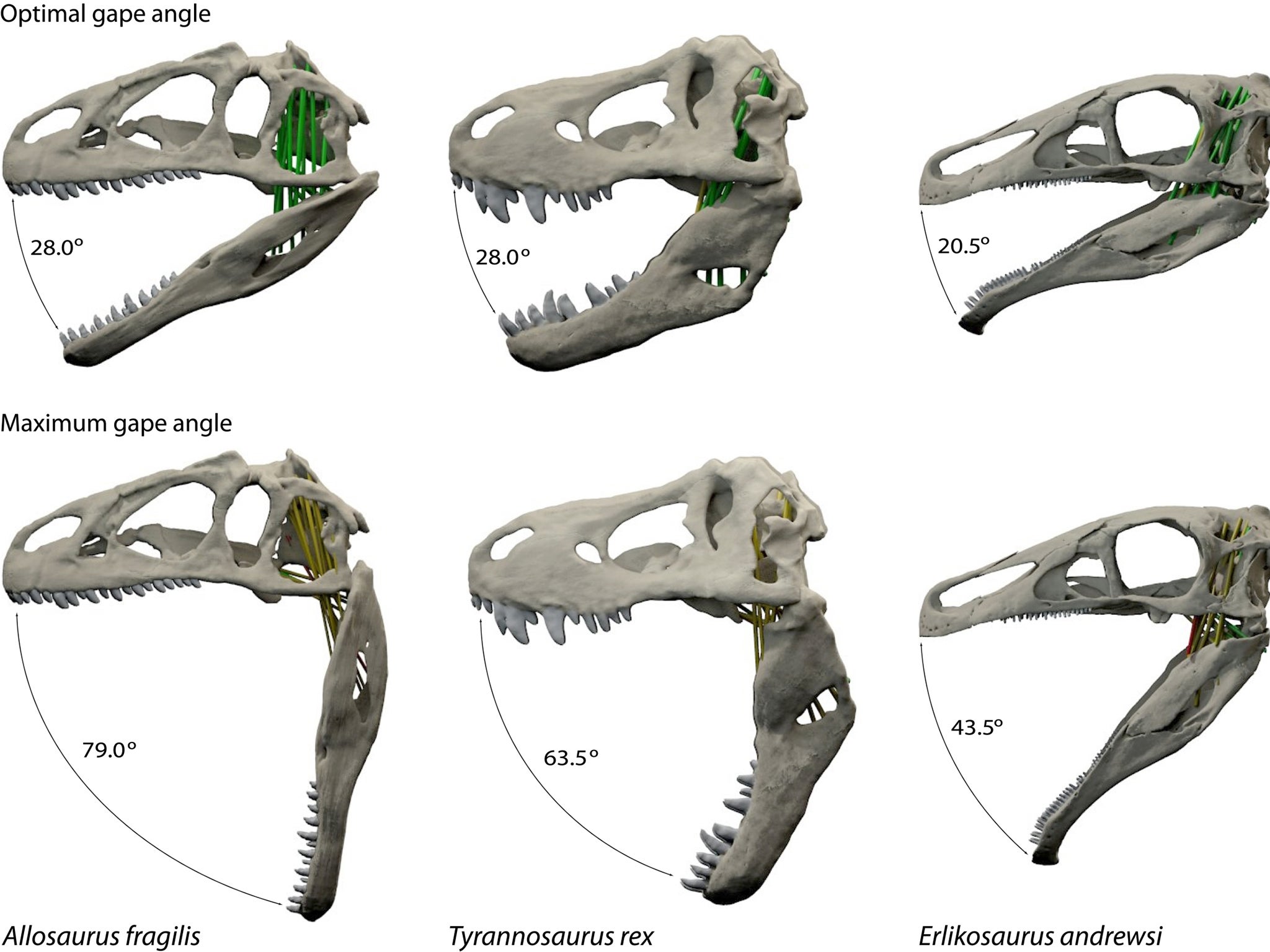 The research was conducted using computer-generated models of dinosaur jaws