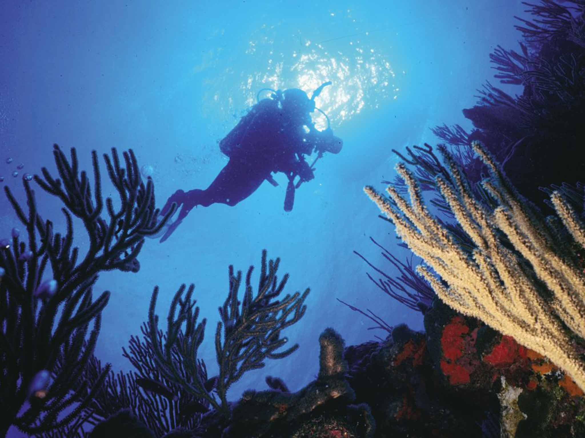 There are stunning reefs around Isla Desecheo, situated eight miles west of Rincón