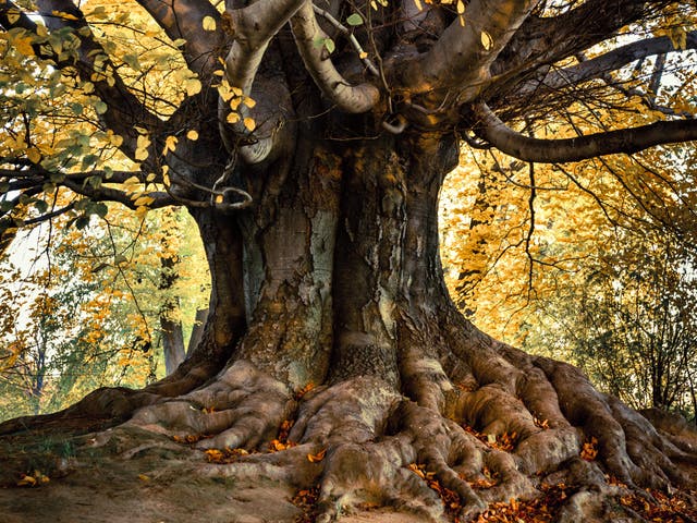 Platanus acerifolia, or London plane, can grow to be a massive specimen, so plant it with care