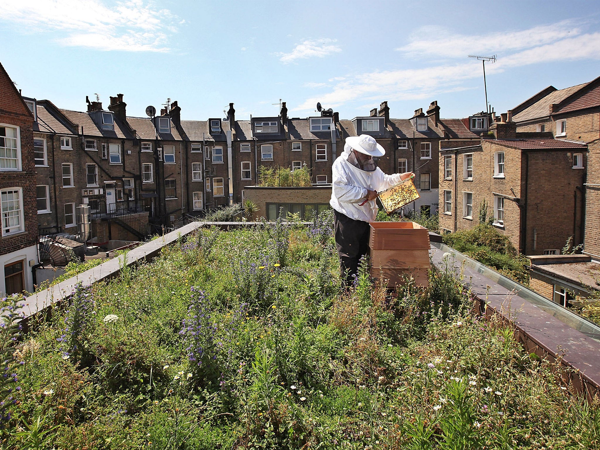 Researchers found that bee colonies closer to urban centres had higher levels of disease than those in rural areas