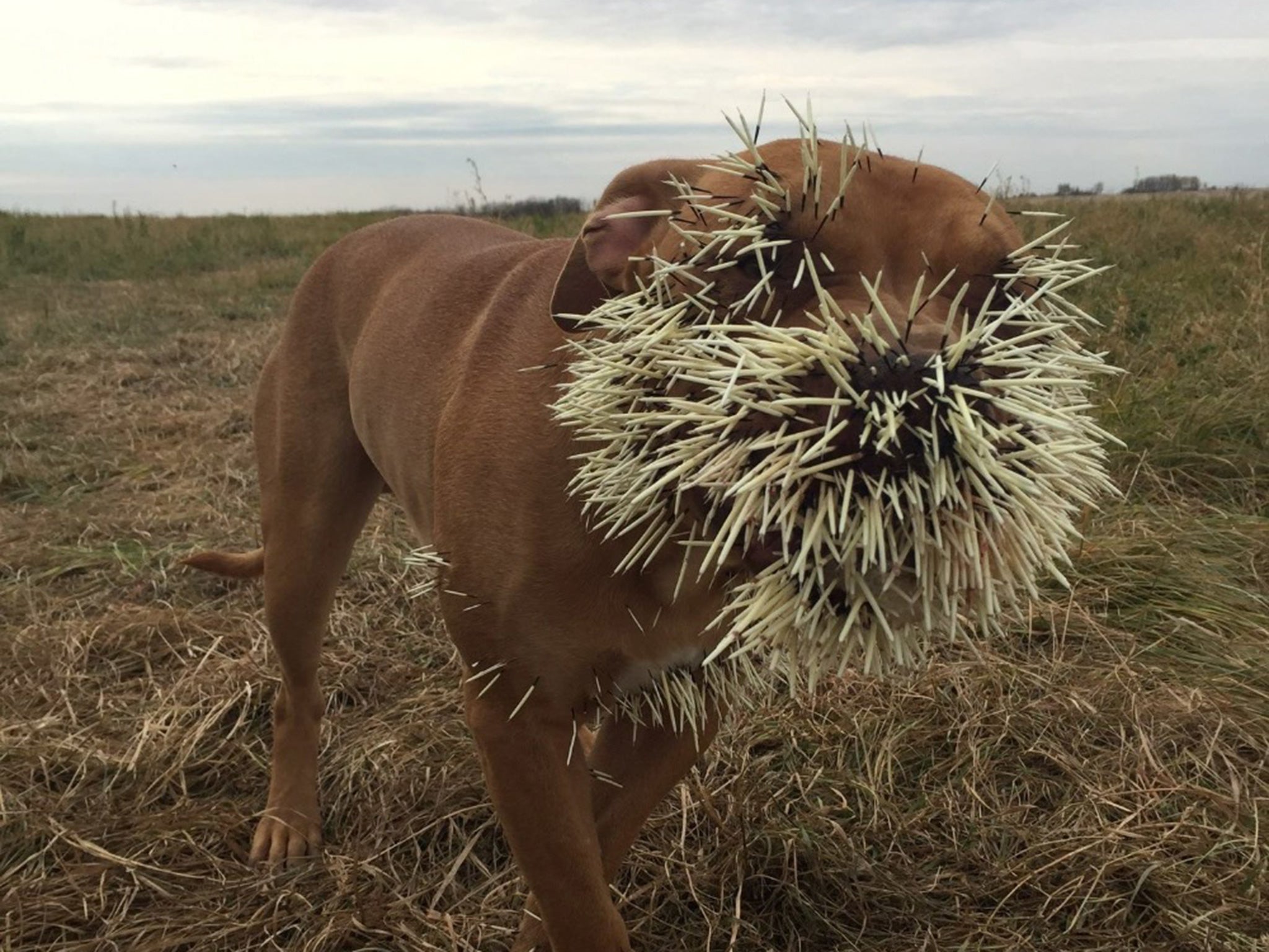 Nestah following the run-in with the porcupine