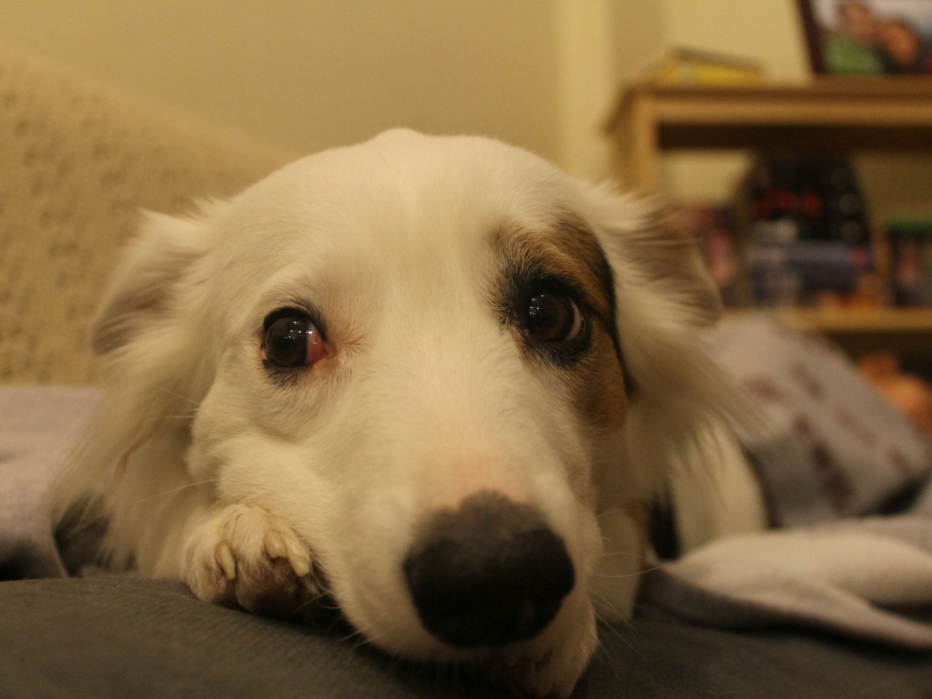 Bonfire Night: How to keep your cats and dogs calm during the fireworks