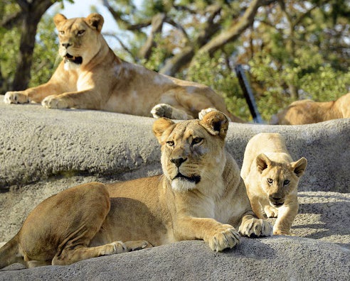 Lions are now being bred to be shot