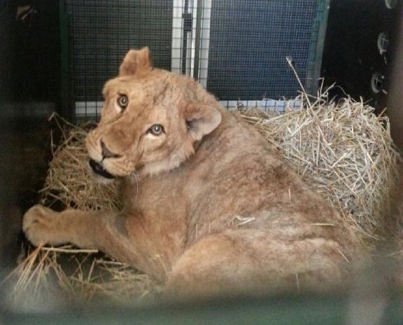 Ciam the lion en route to his new home in Belgium