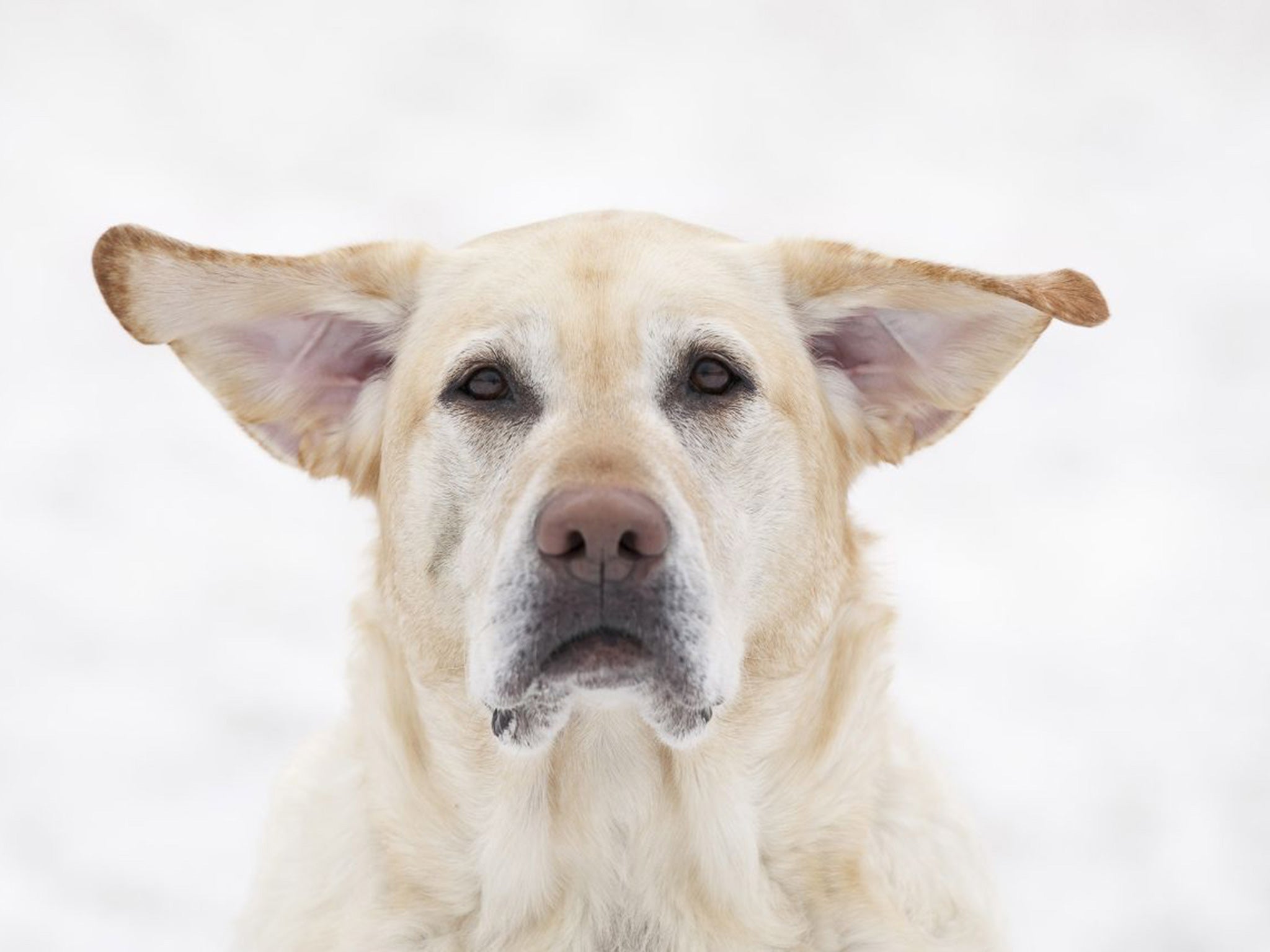 The latest experiment involving a Labrador follows an exercise in New Zealand in 2012 in which three dogs were taught to drive a car