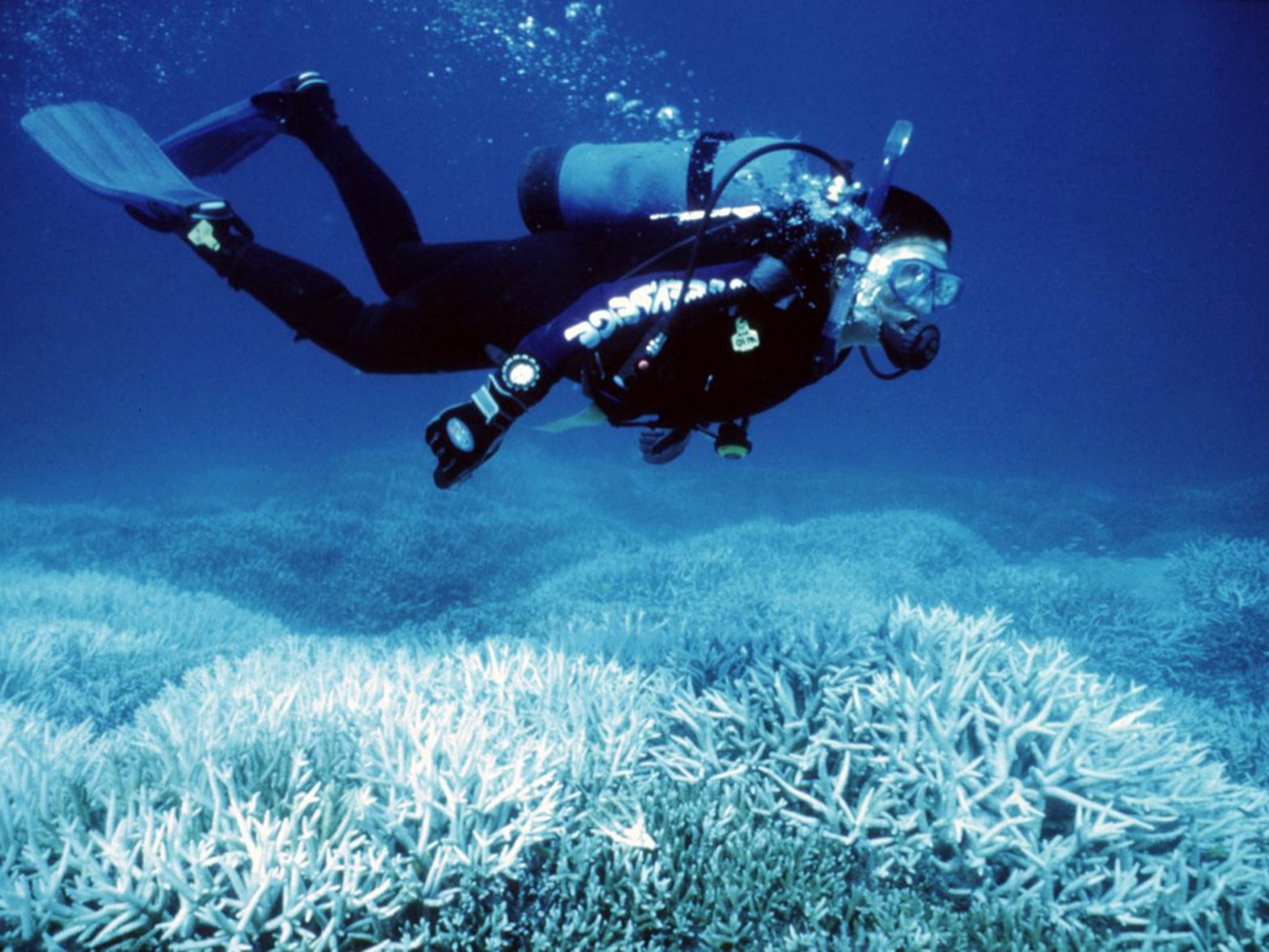 &#13;
A diver assesses coral bleaching on the Great Barrier Reef &#13;