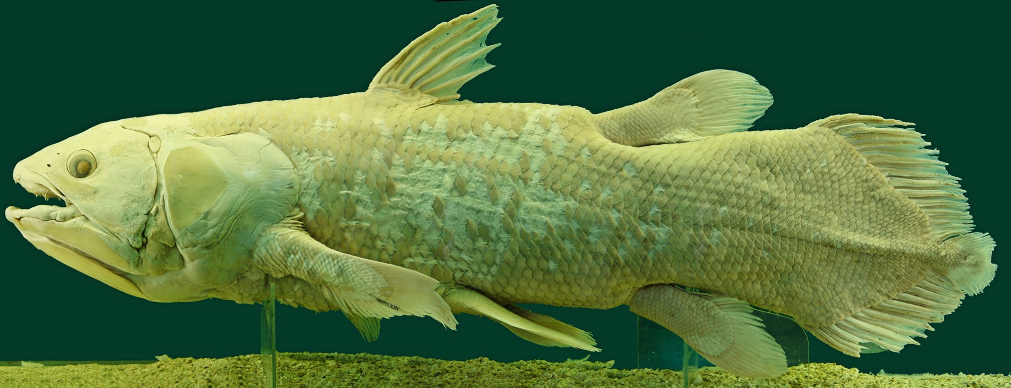 The coelacanth is possibly the most famous of Lazarus species