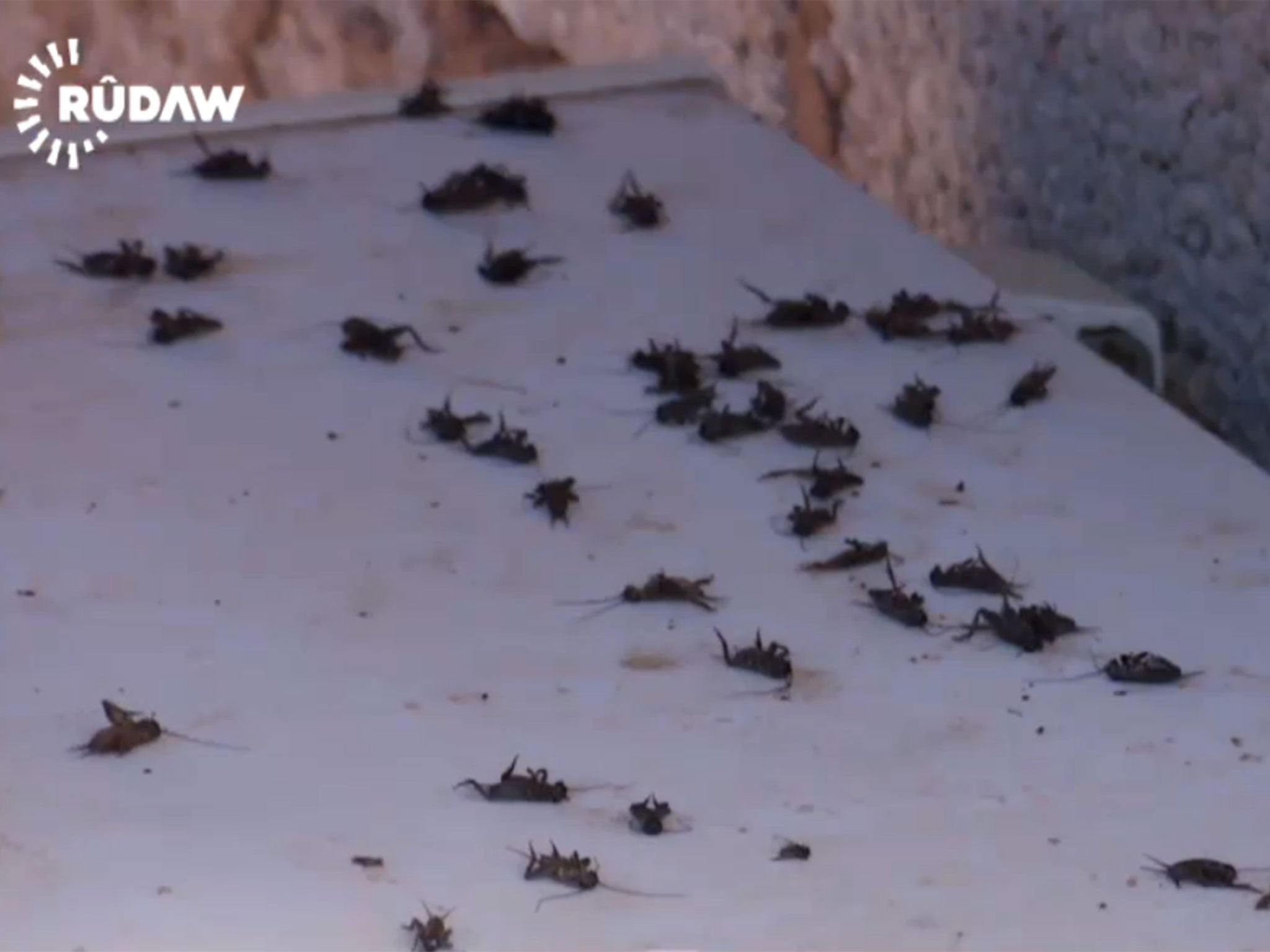 Videos showing the beetles were posted to Rudaw's website and Facebook page