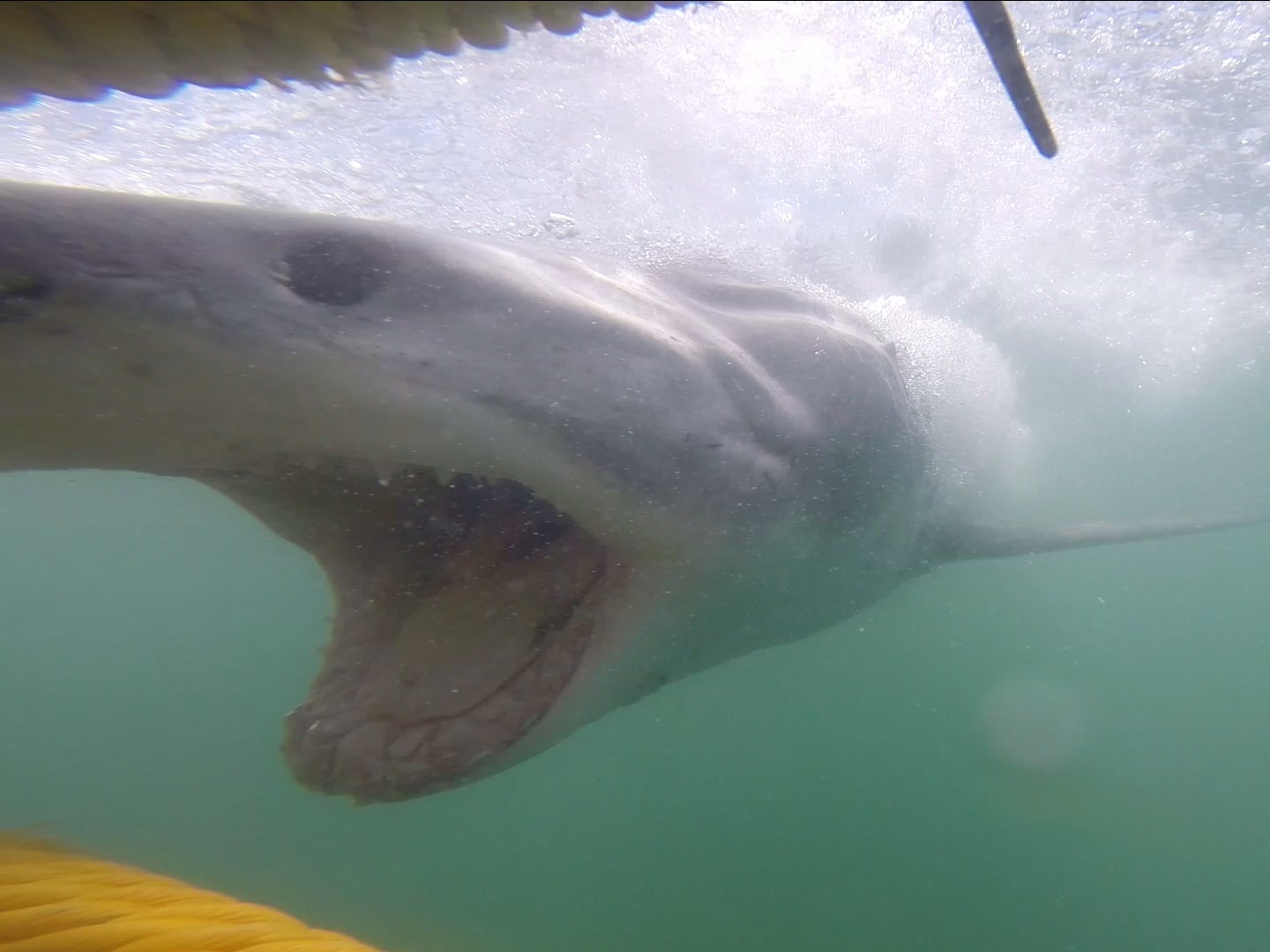 Great white shark attacks cage-divers on honeymoon in South Africa